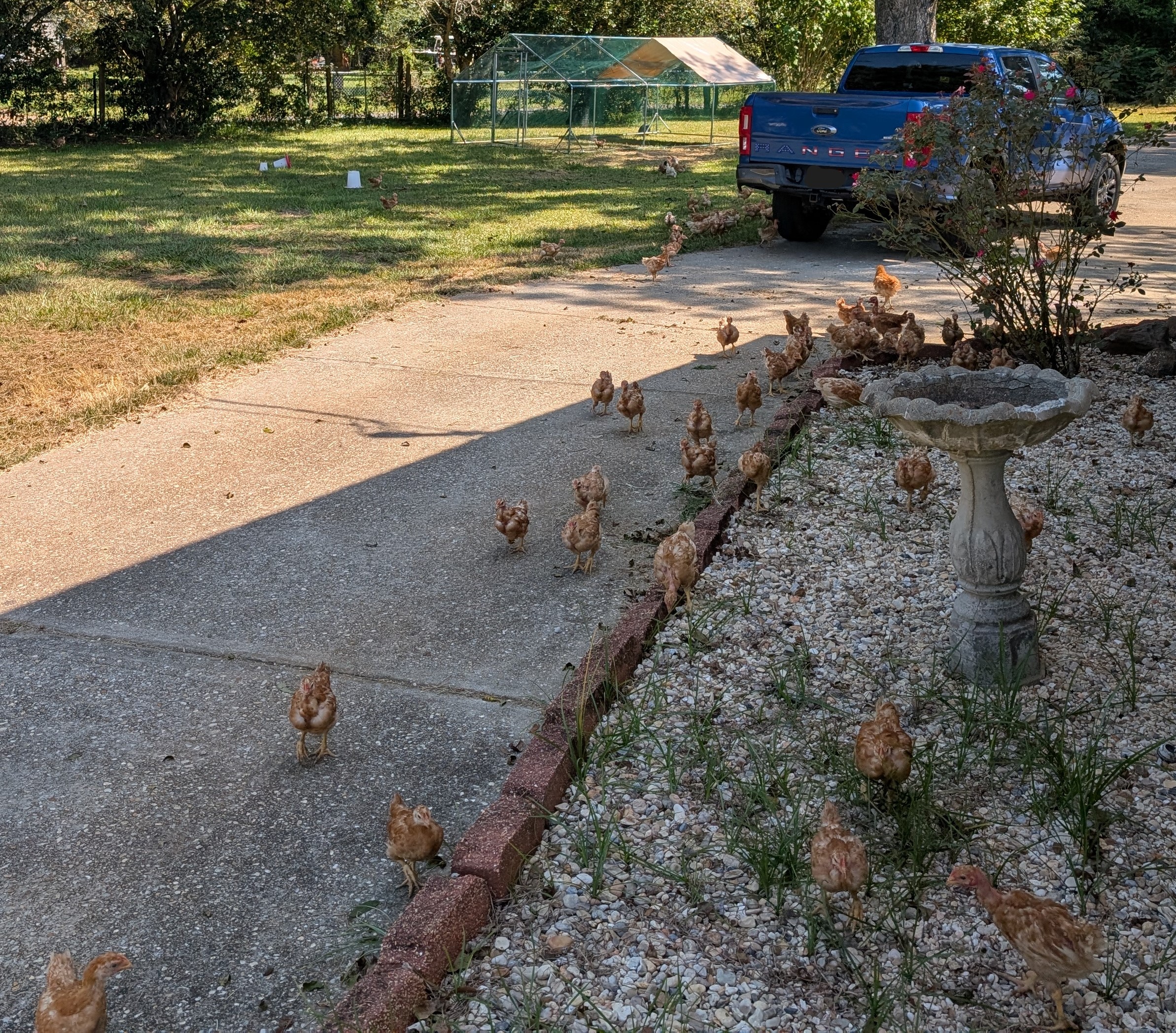 Barrows Barnyard's image