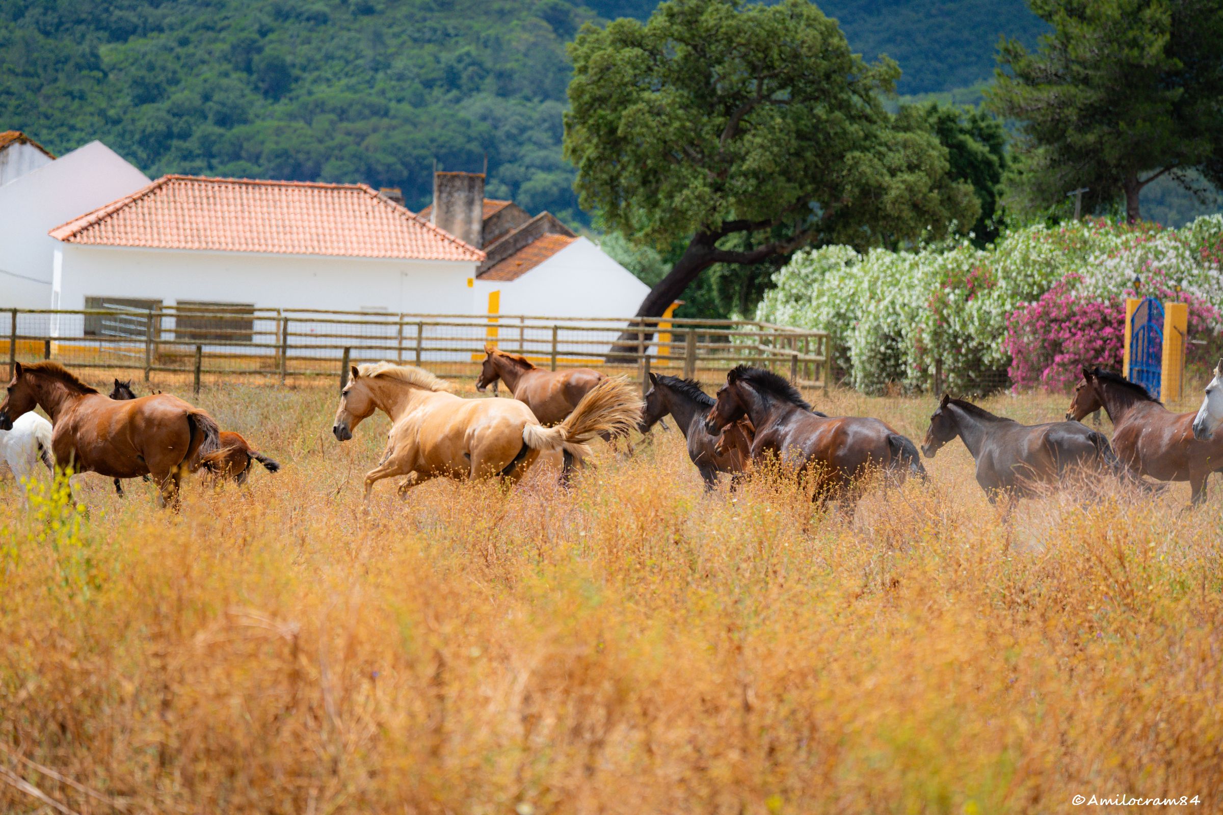 Amilocram84 Photography's image