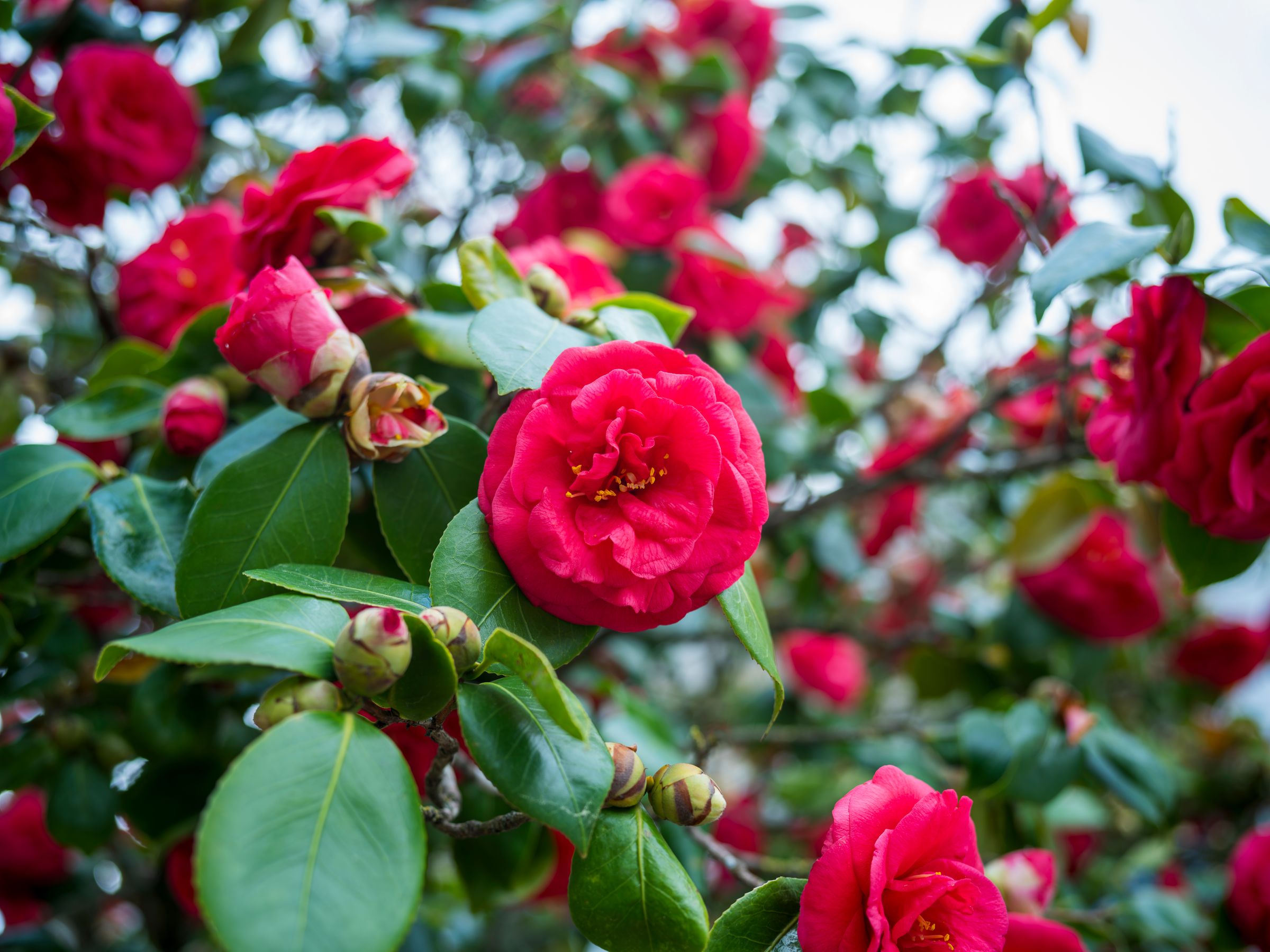 Amilocram84 Photography's image