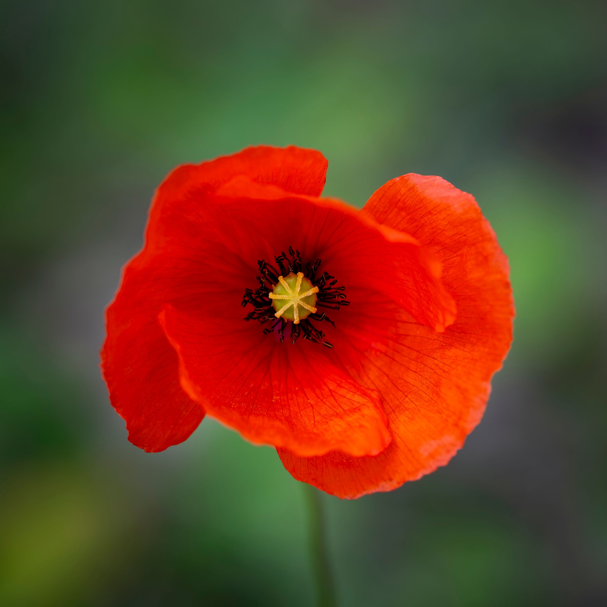 Amilocram84 Photography's image