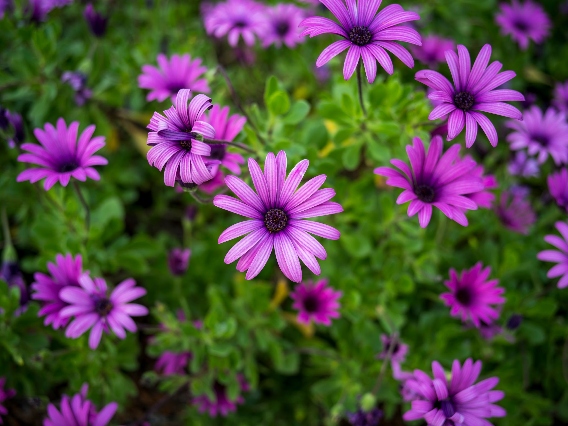 Amilocram84 Photography's image