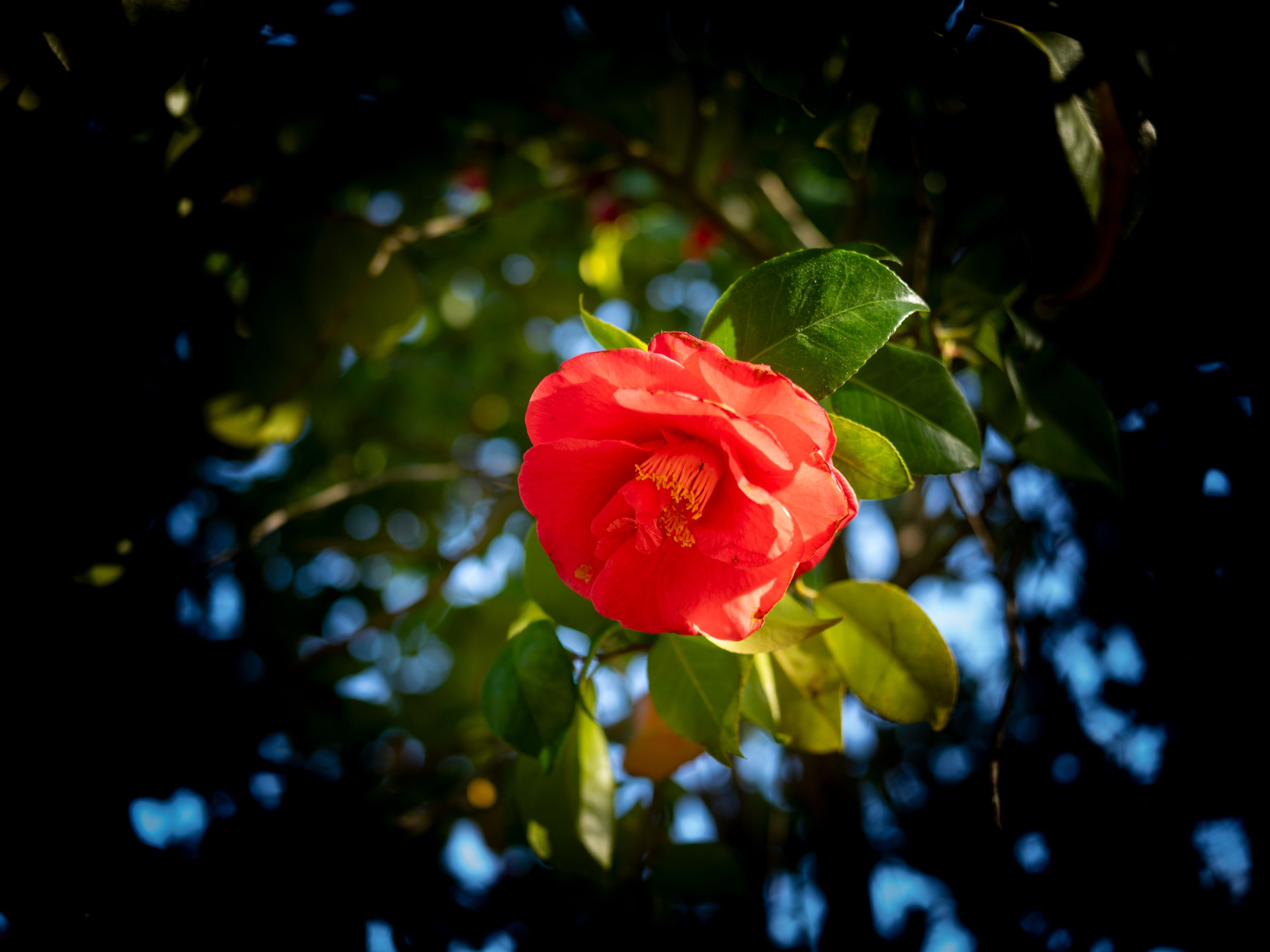 Amilocram84 Photography's image