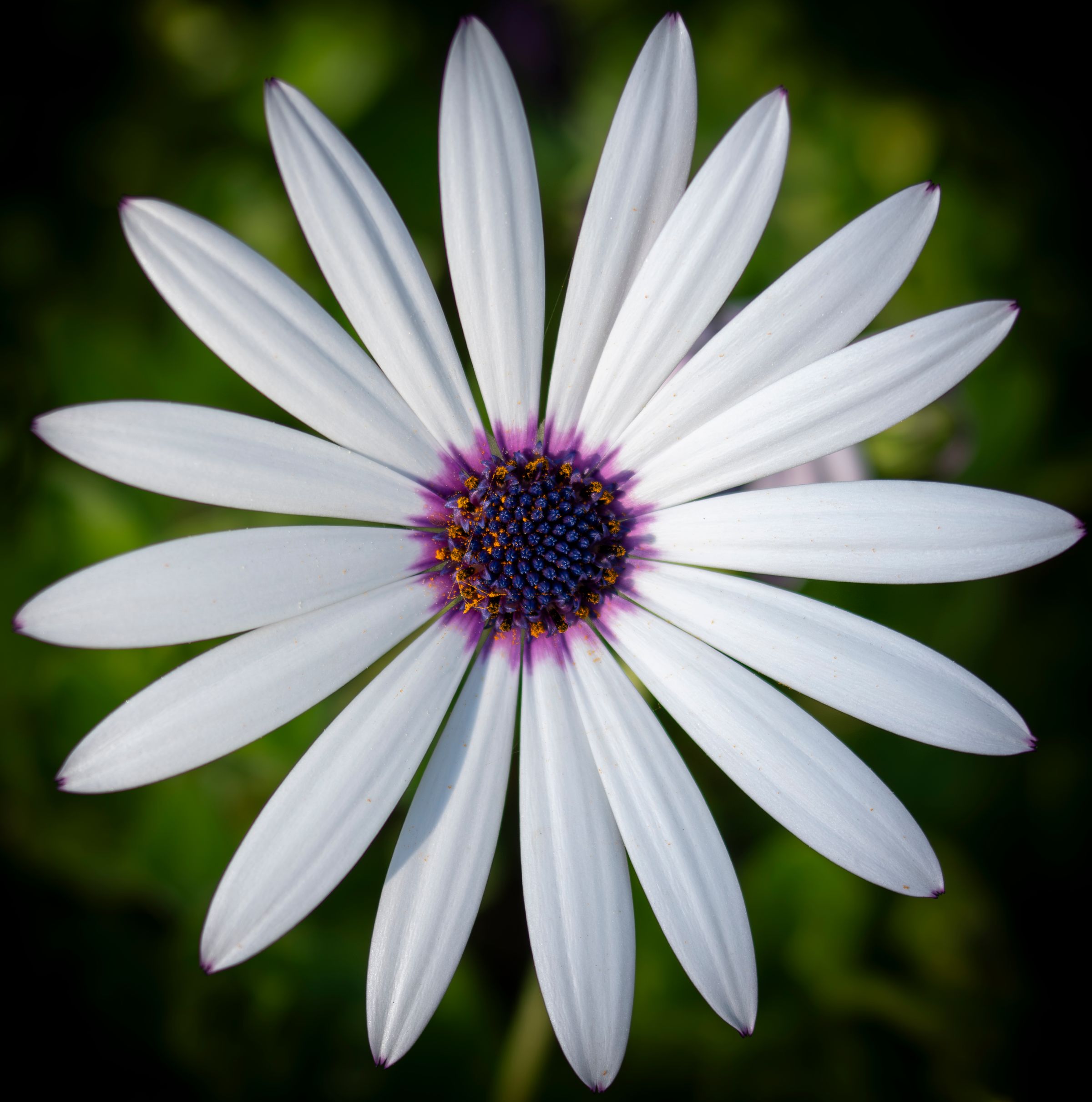 Amilocram84 Photography's image