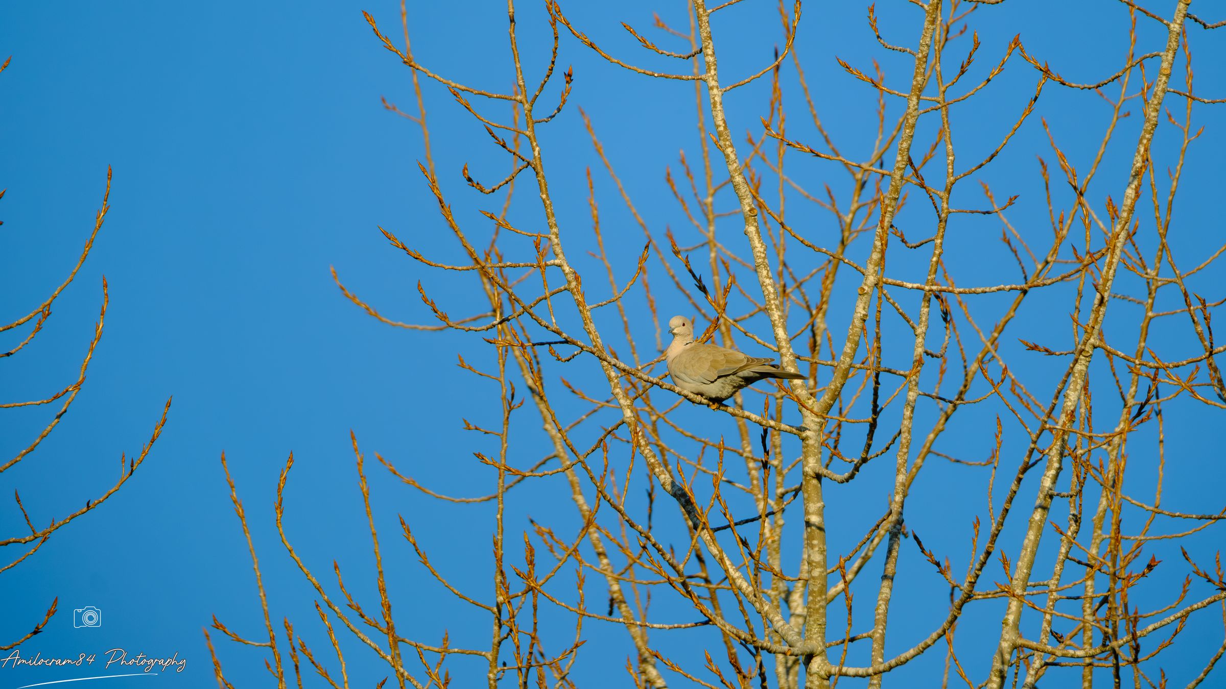 Amilocram84 Photography's image