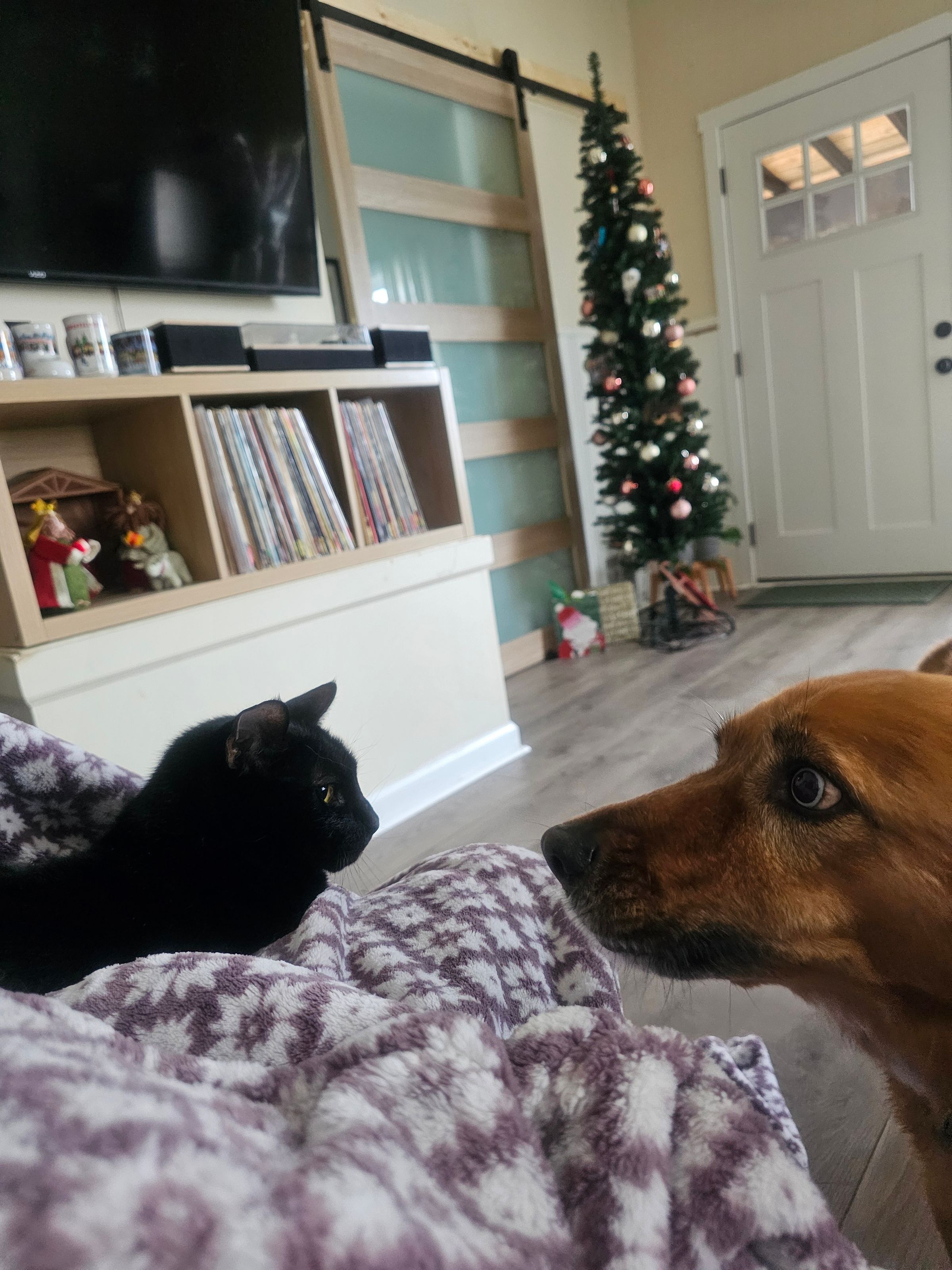 Do you see what I see?