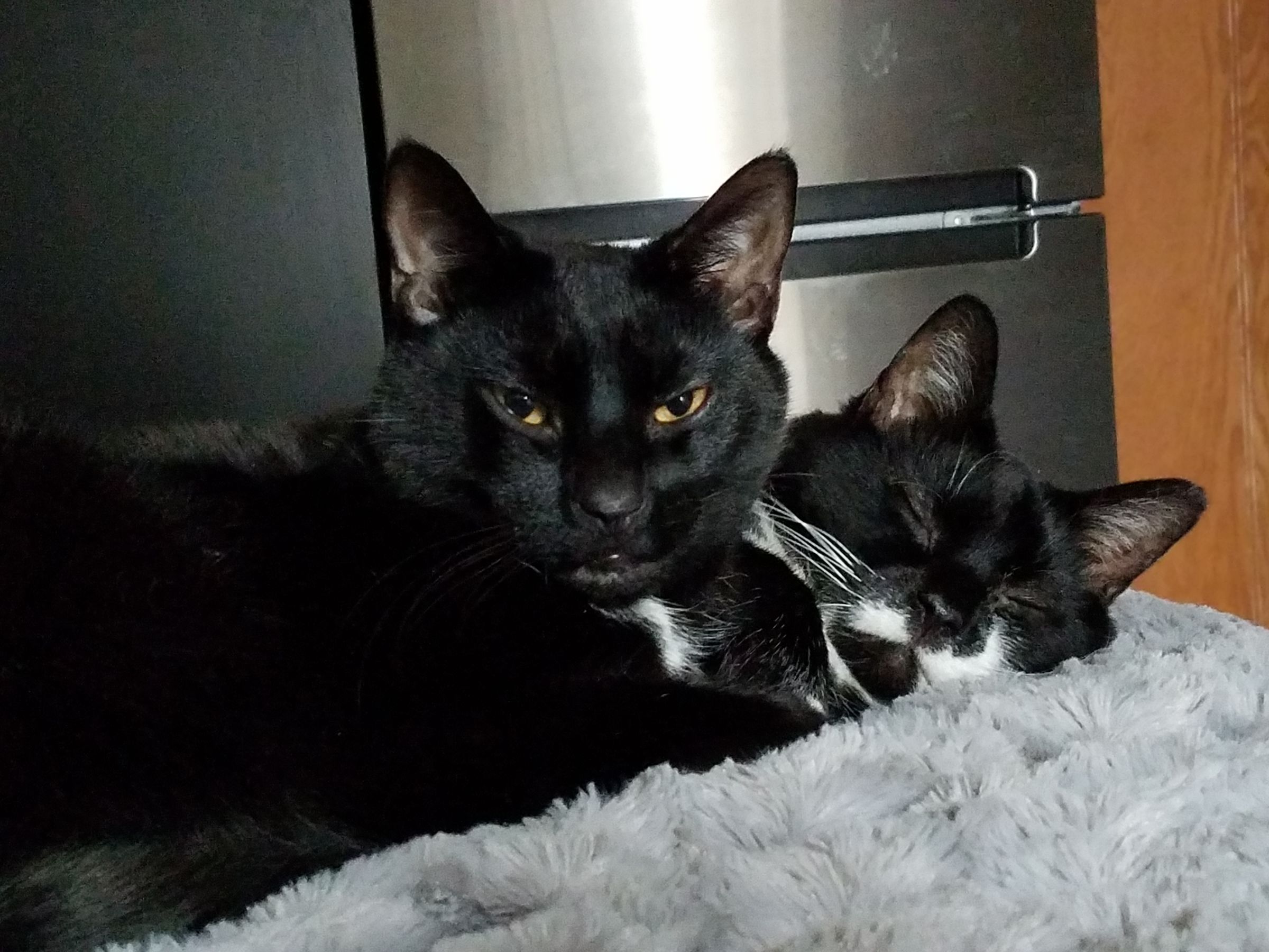   Puffy Tail, LLC's image