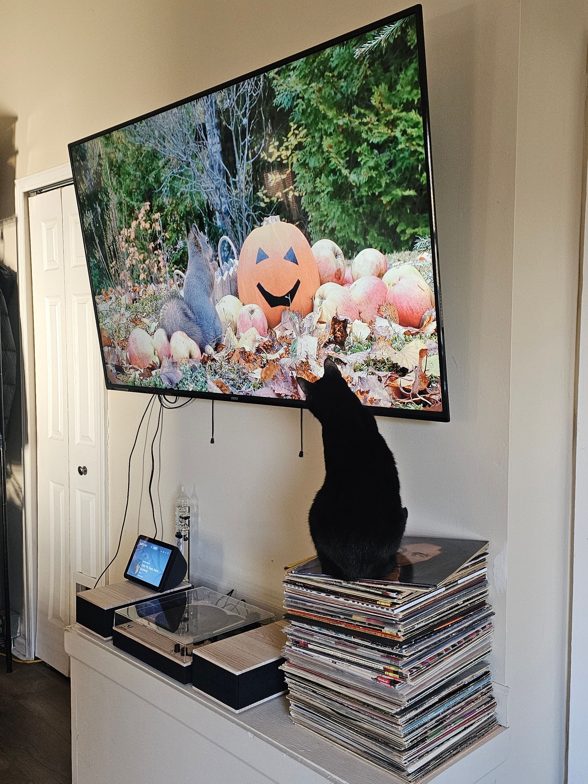   Puffy Tail, LLC's image