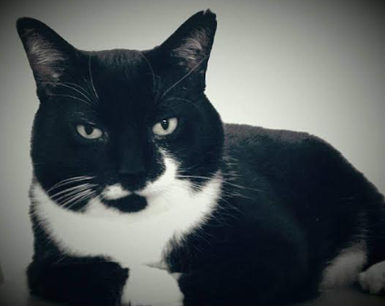   Puffy Tail, LLC's image