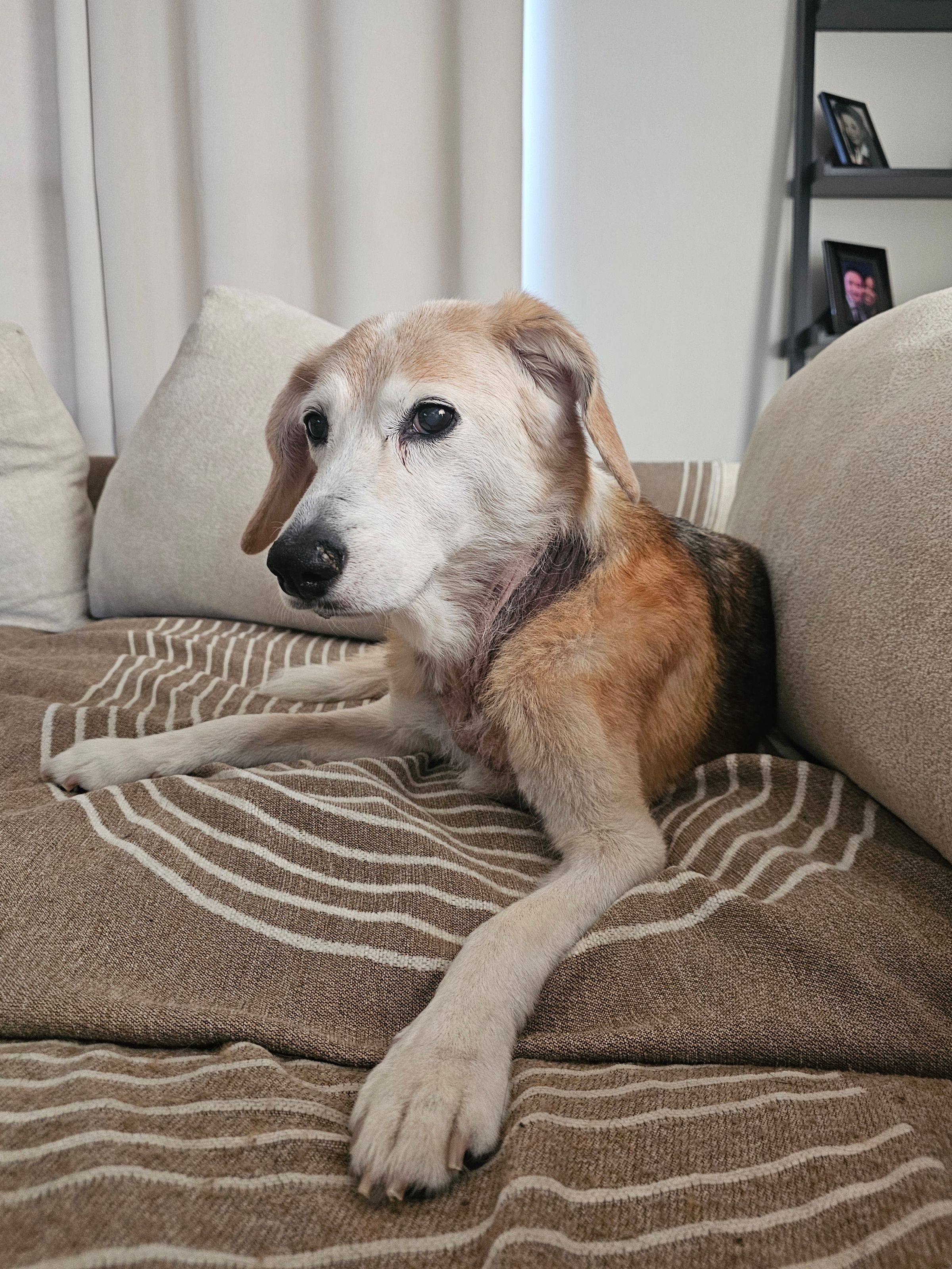   Puffy Tail, LLC's image