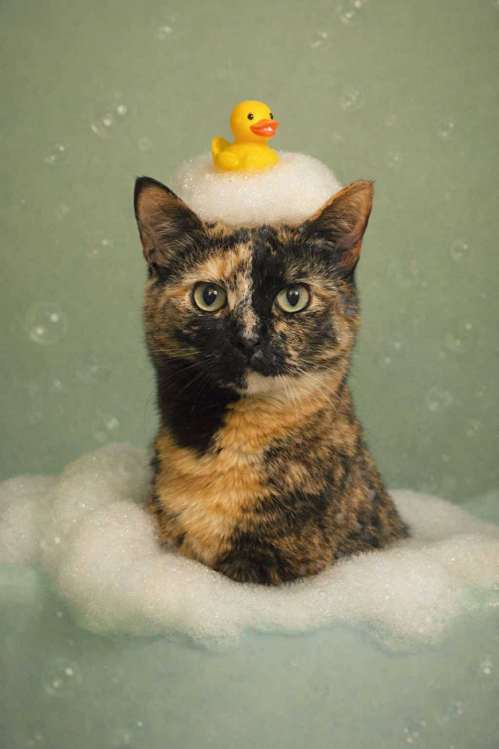   Puffy Tail, LLC's image