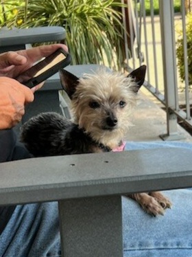   Puffy Tail, LLC's image