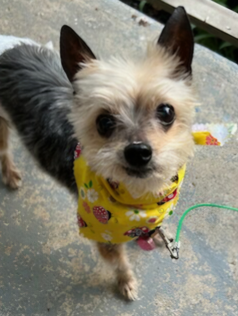   Puffy Tail, LLC's image