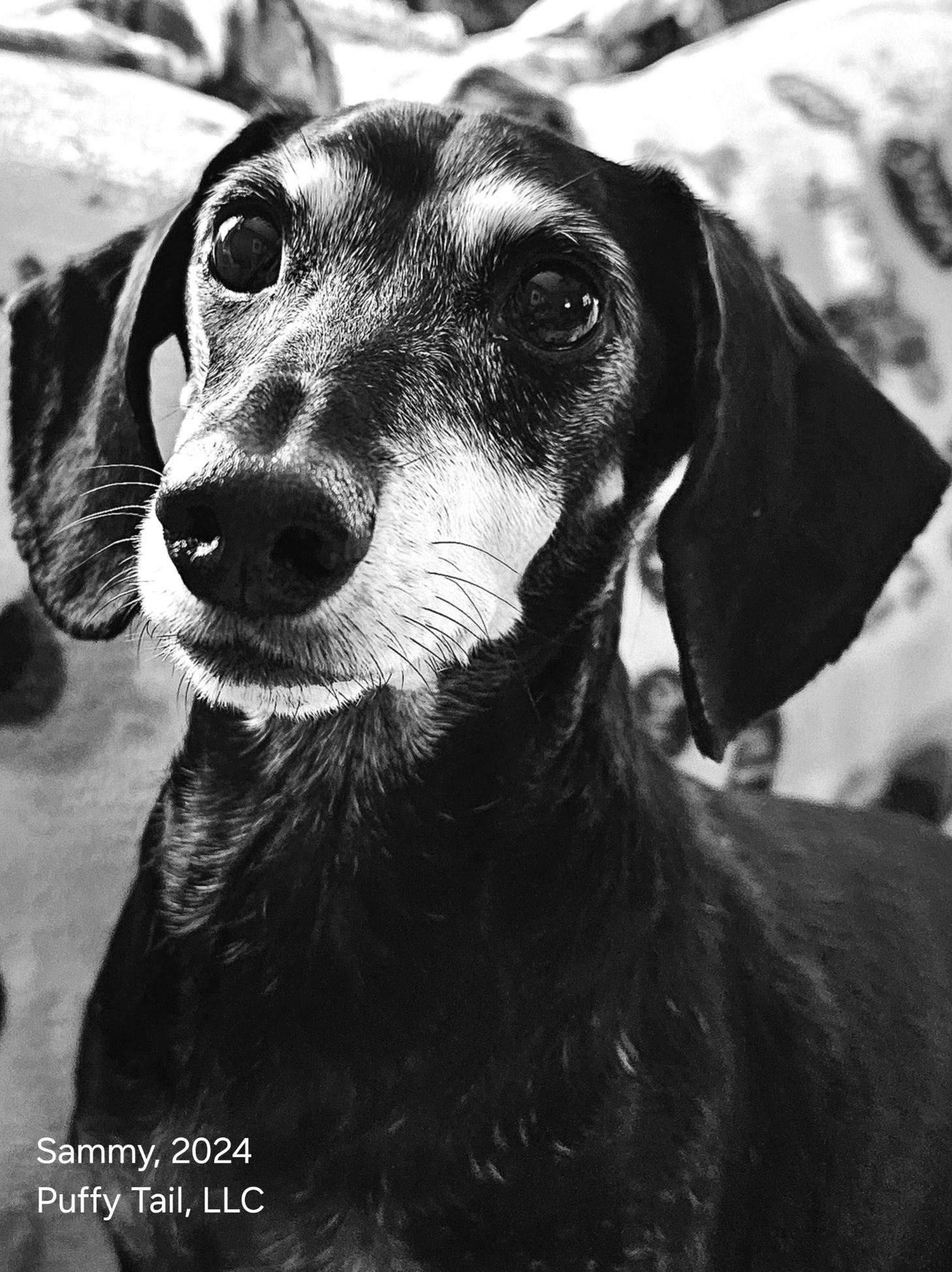   Puffy Tail, LLC's image