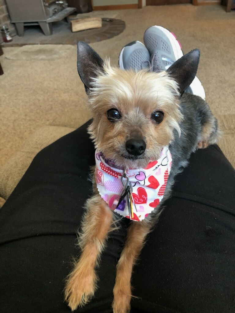   Puffy Tail, LLC's image