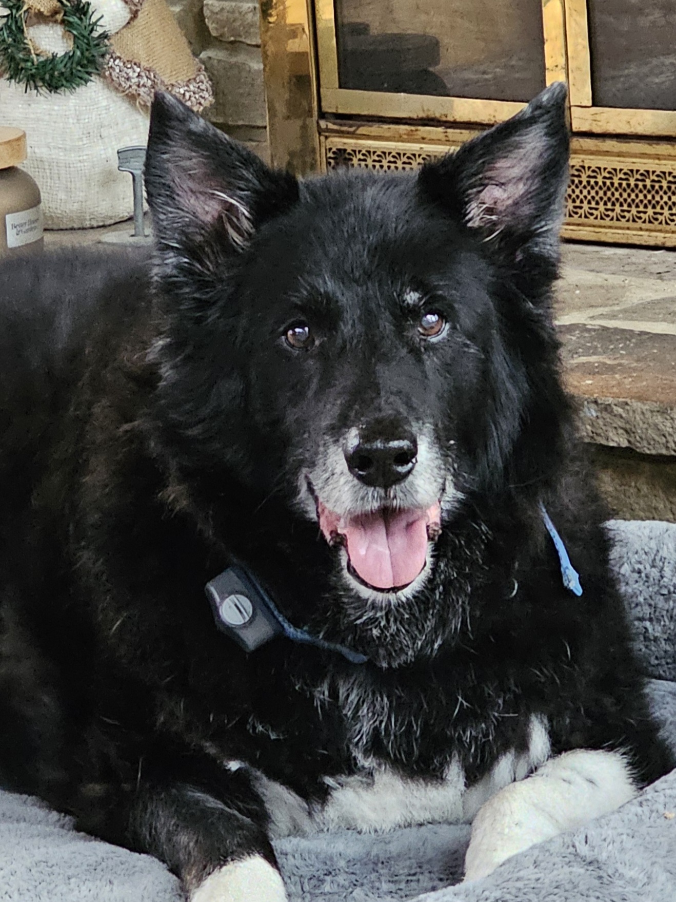   Puffy Tail, LLC's image