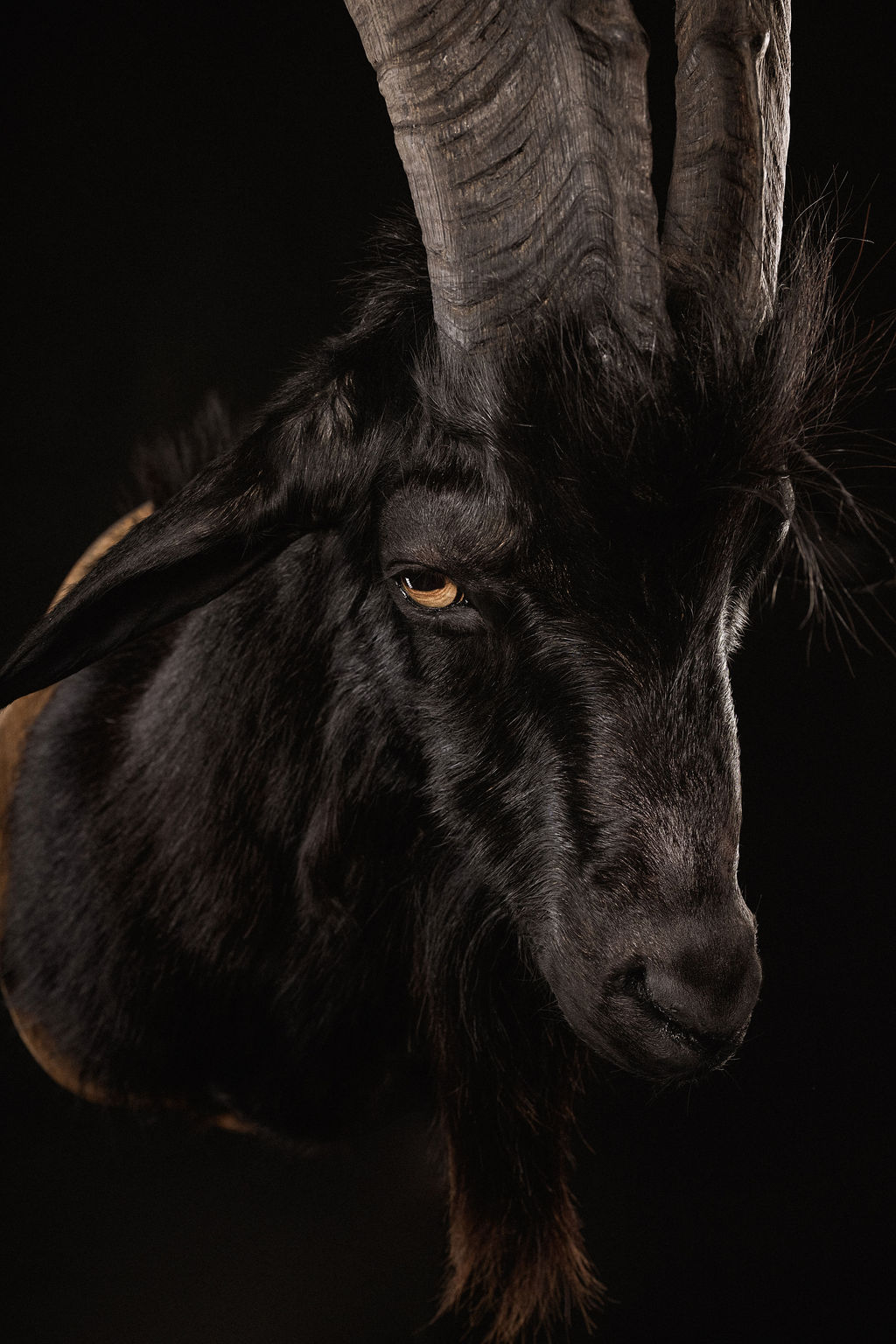 Preparatorski Atelje 's image