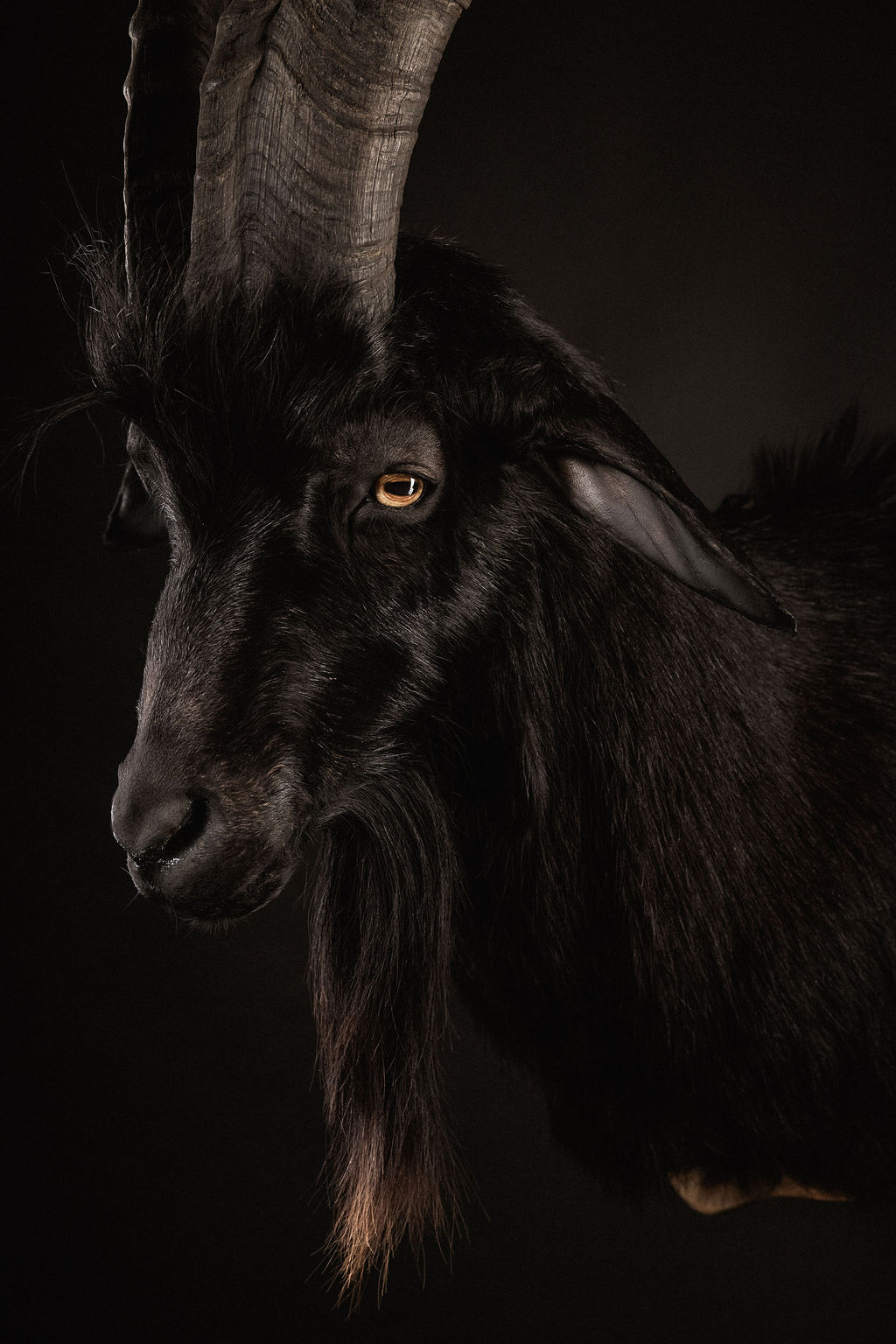 Preparatorski Atelje 's image