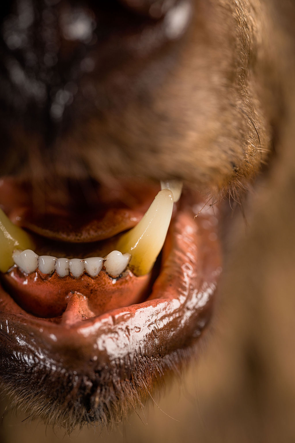 Preparatorski Atelje 's image