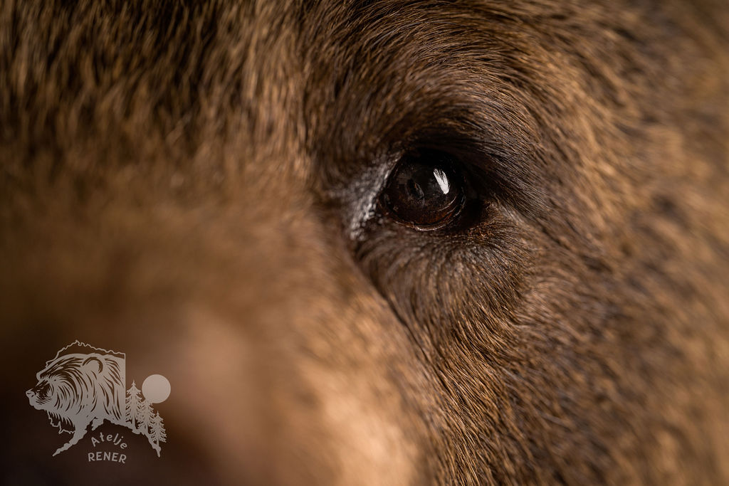 Preparatorski Atelje 's image