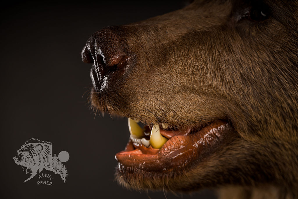 Preparatorski Atelje 's image