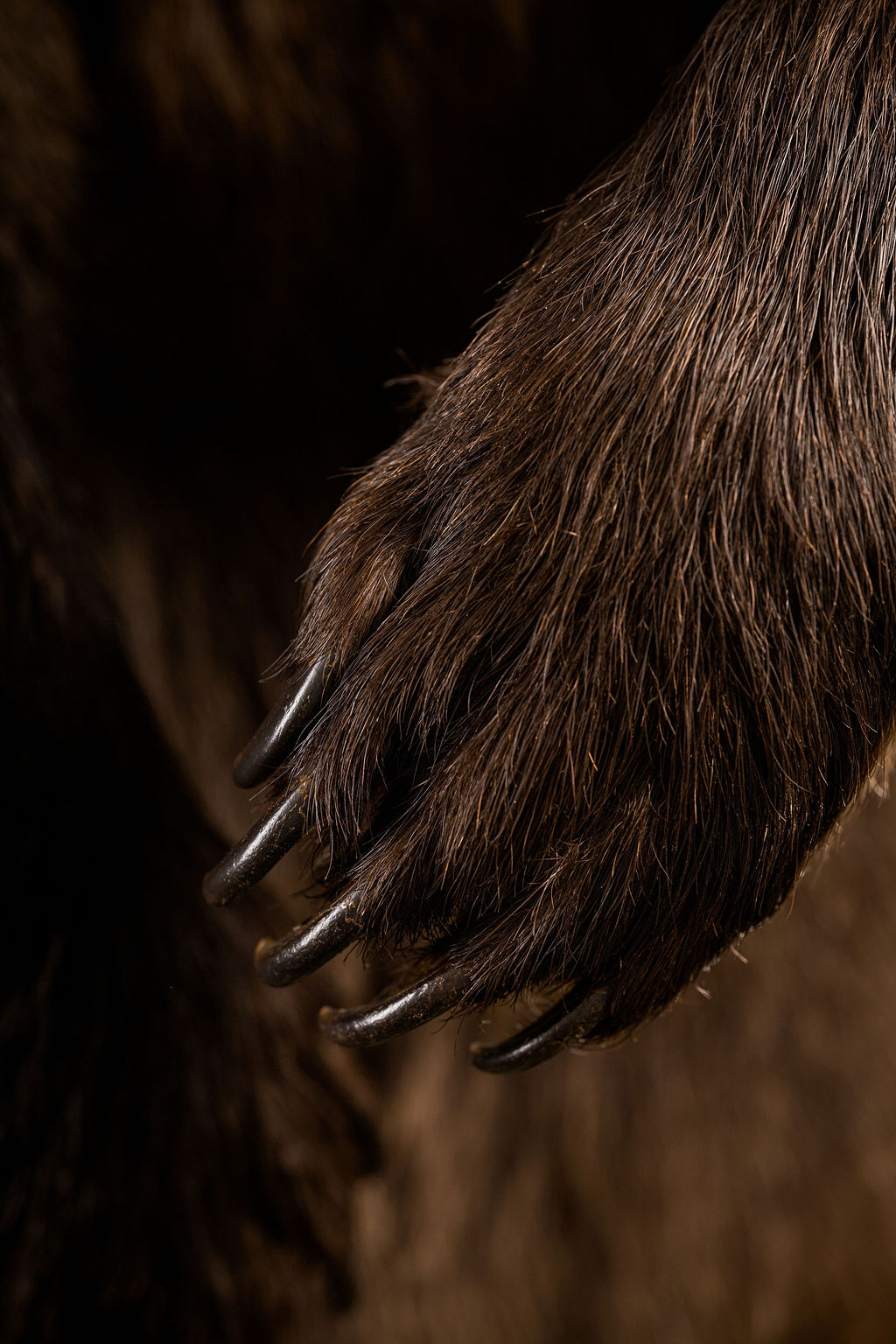 Preparatorski Atelje 's image