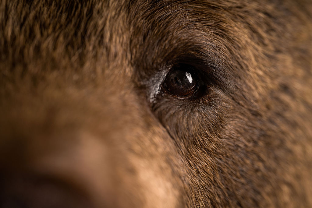 Preparatorski Atelje 's image