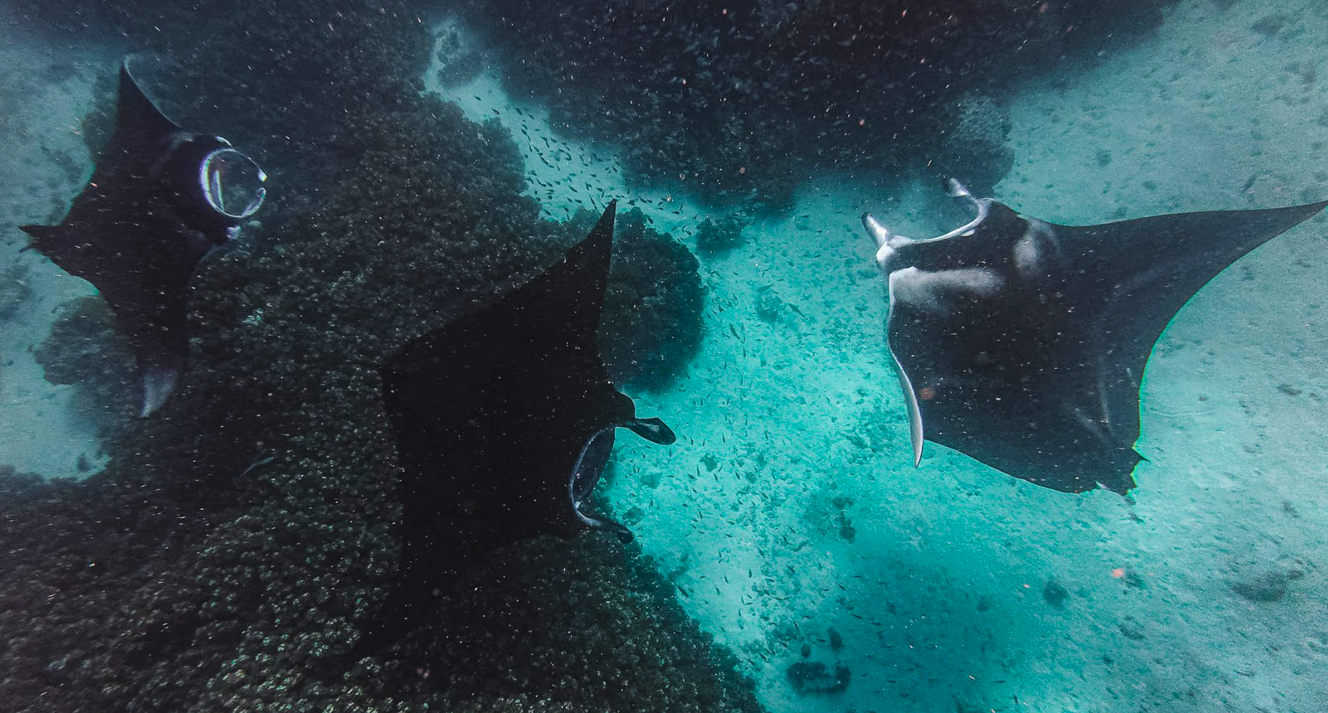 Swim with mantras in season.