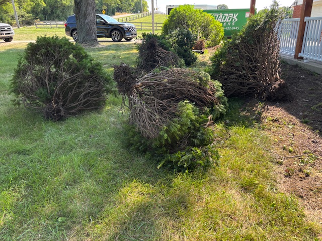Shrub removal