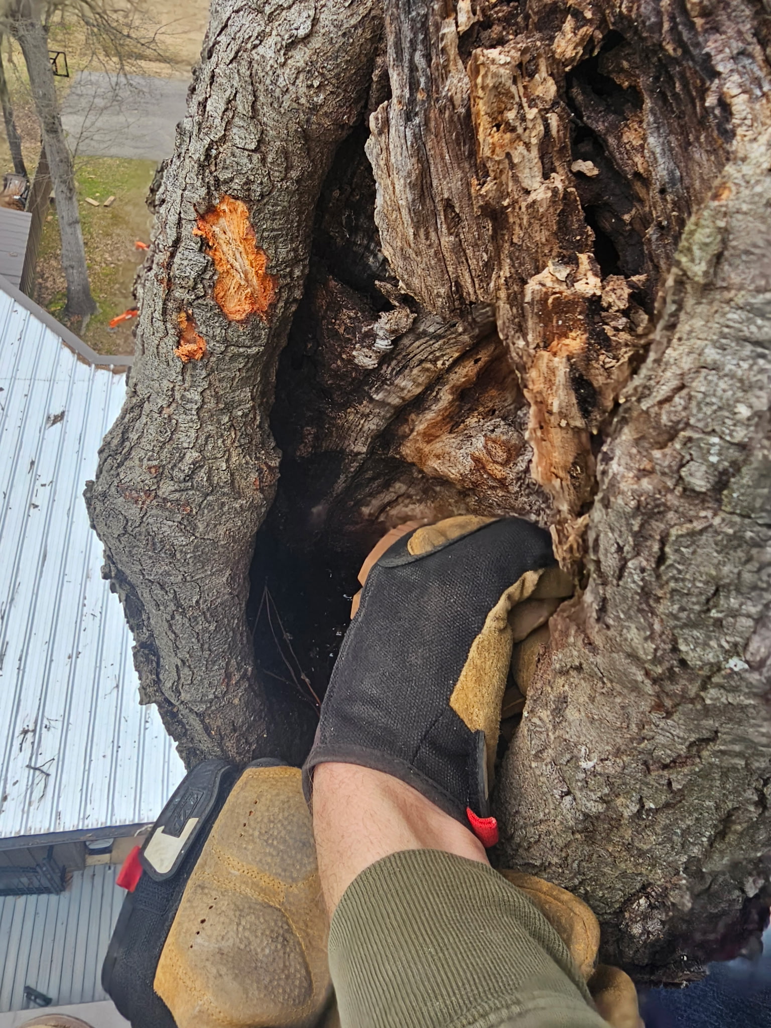 Rotten top Removal in Gladwater TX
