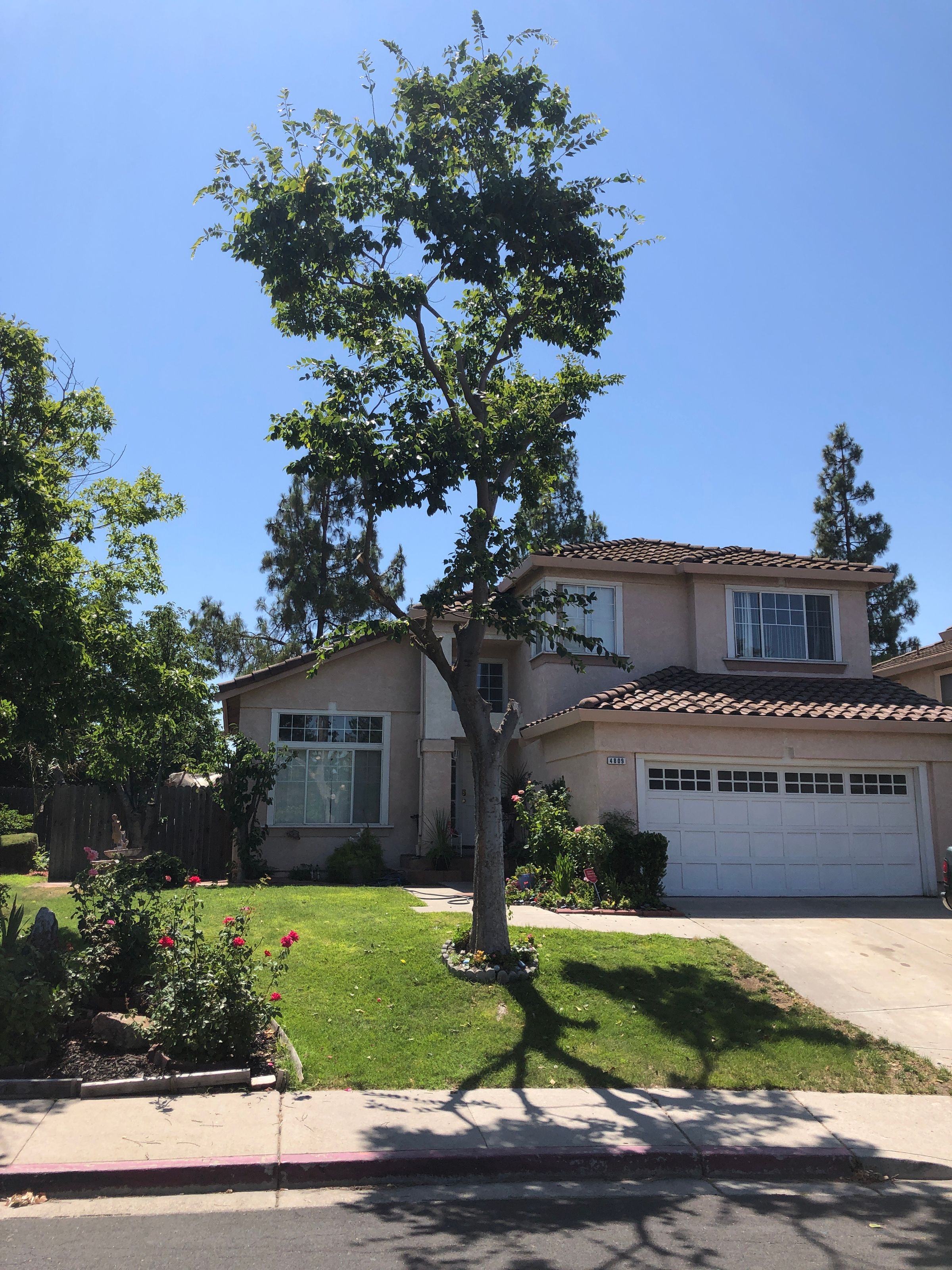 Front Yard Pruning