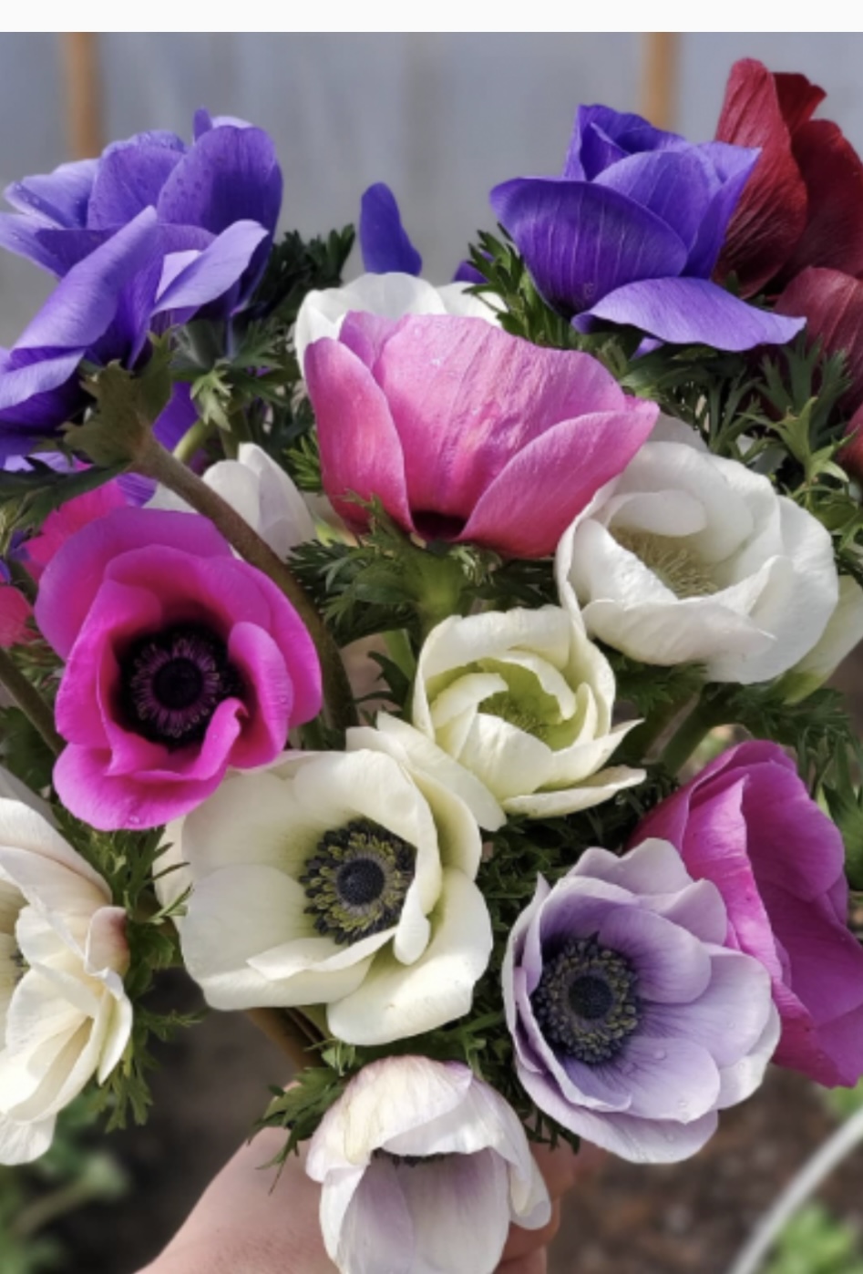 willowbushblooms.com's image