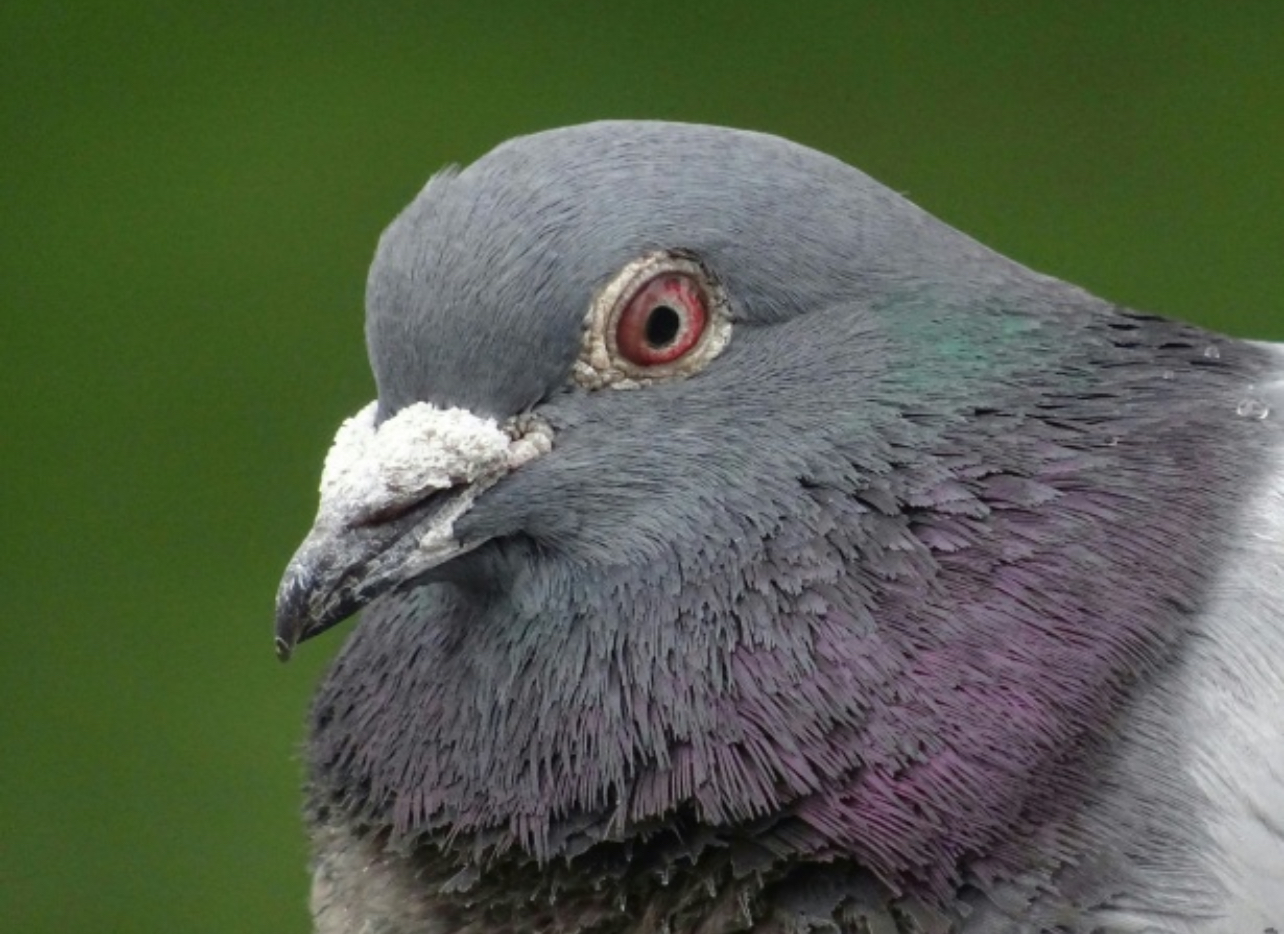 RURAL REVIVE PEST CONTROL 's image