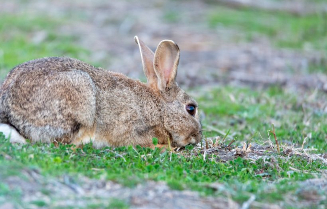 RURAL REVIVE PEST CONTROL 's image