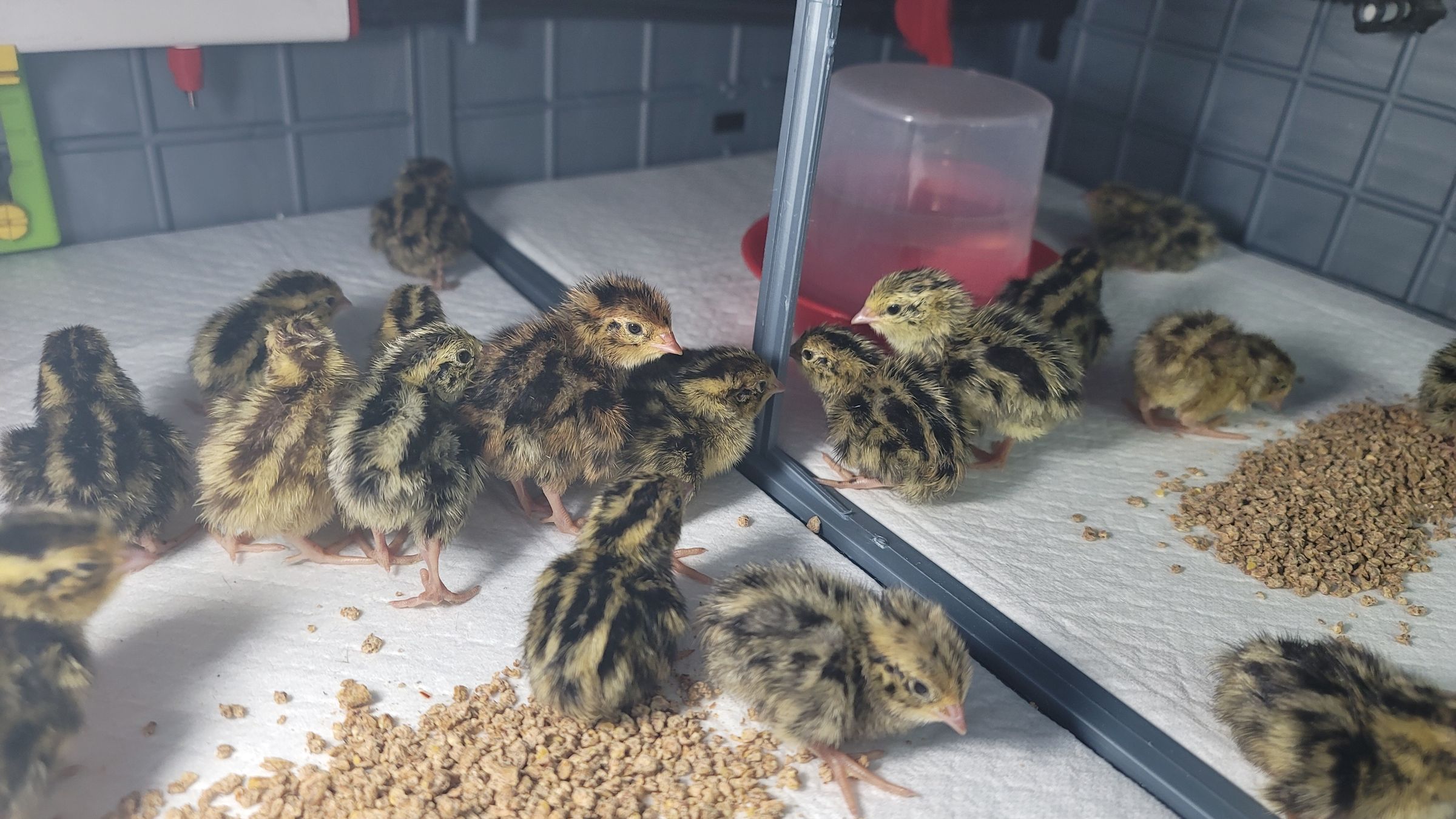 Sometimes Farm's image