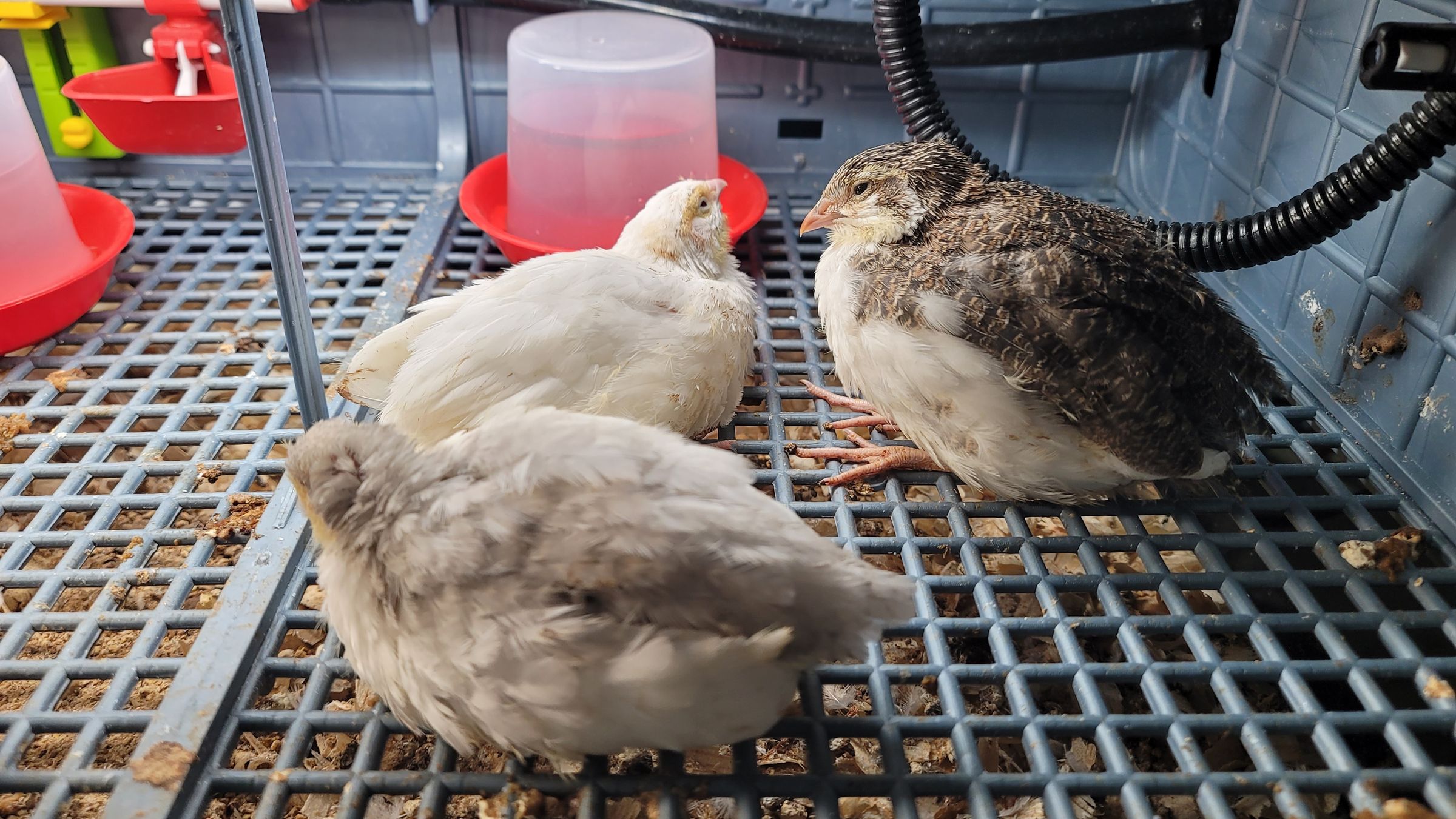 Sometimes Farm's image