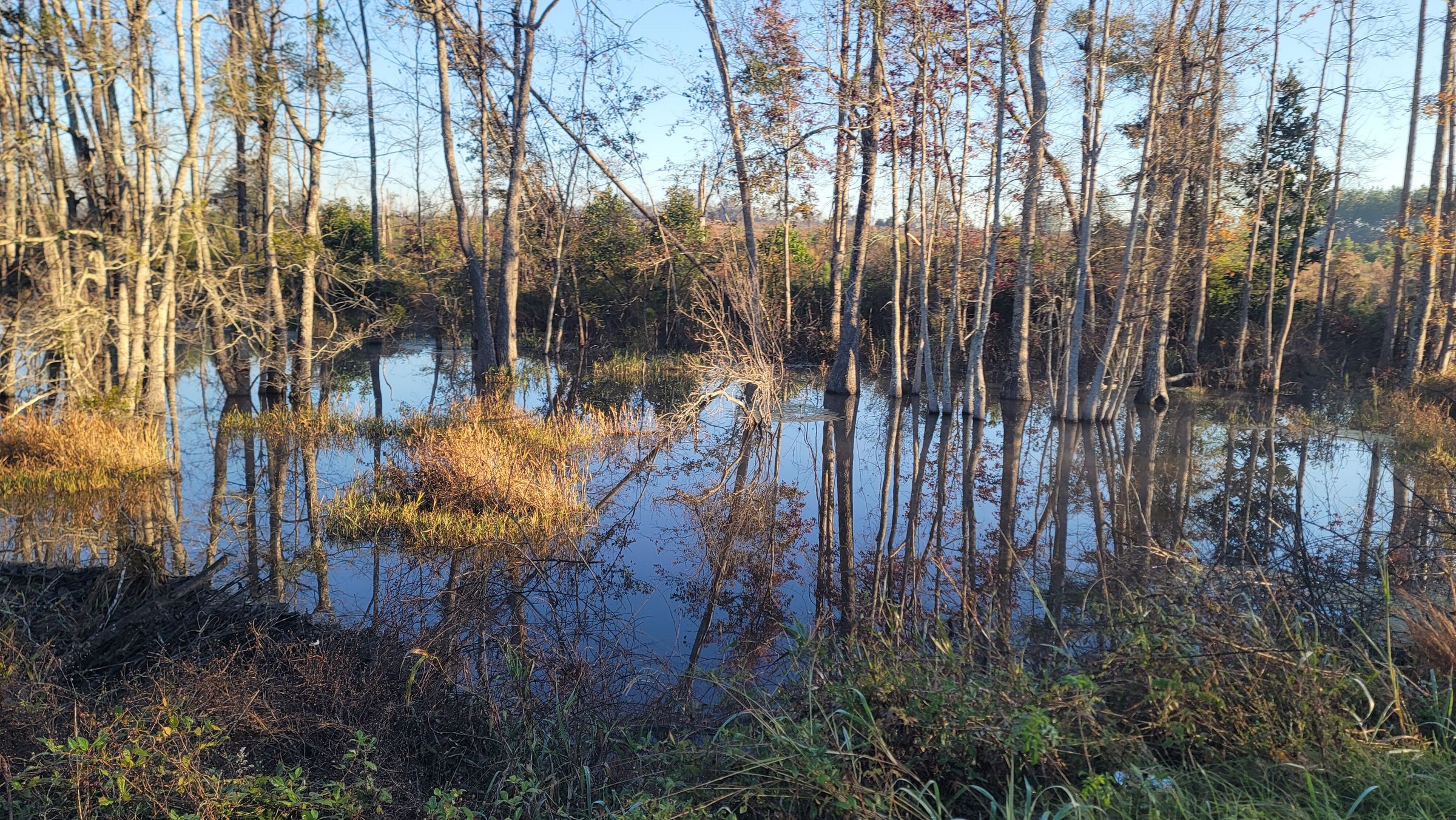 Sometimes Farm's image