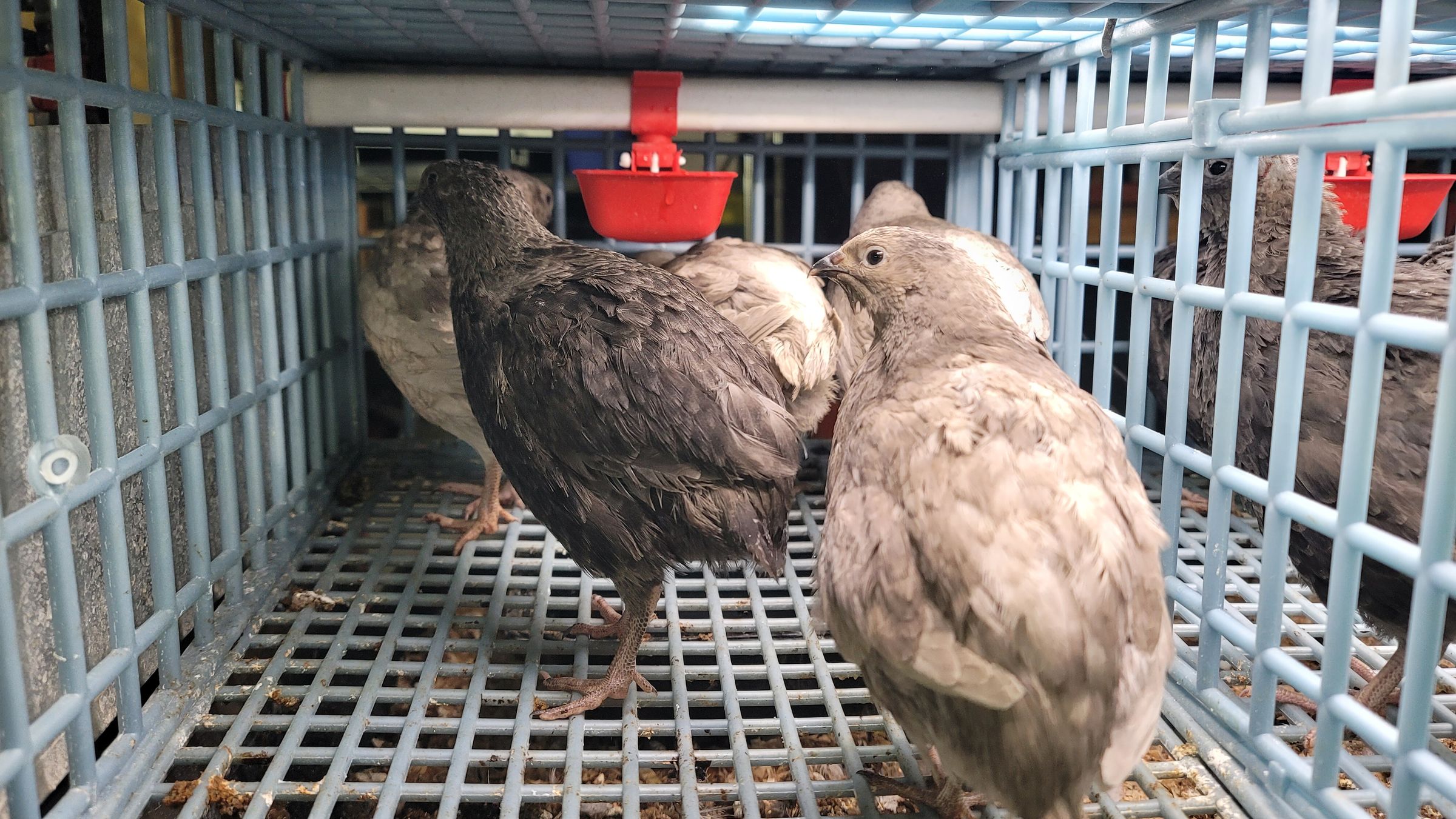 Sometimes Farm's image