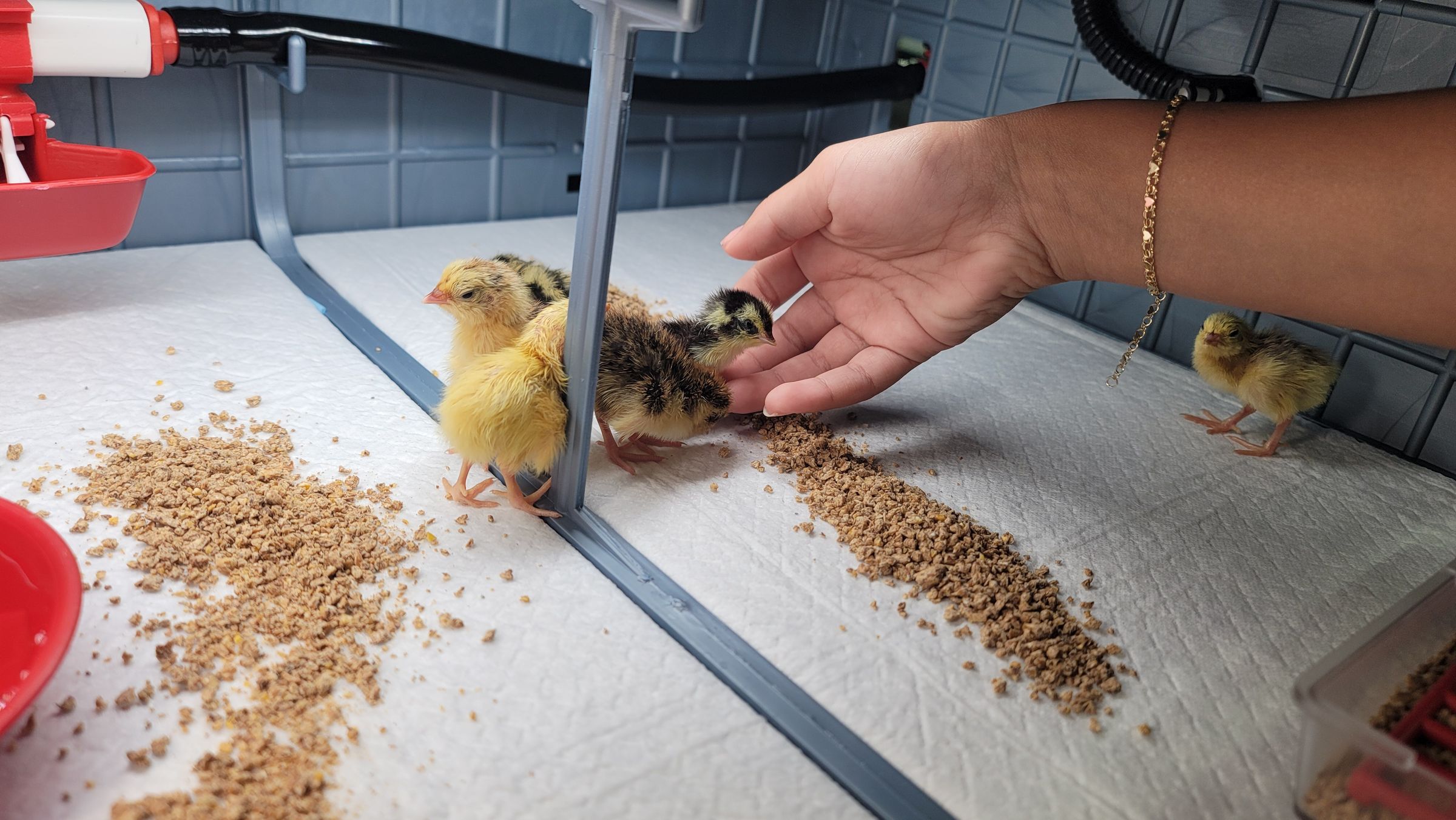 Sometimes Farm's image