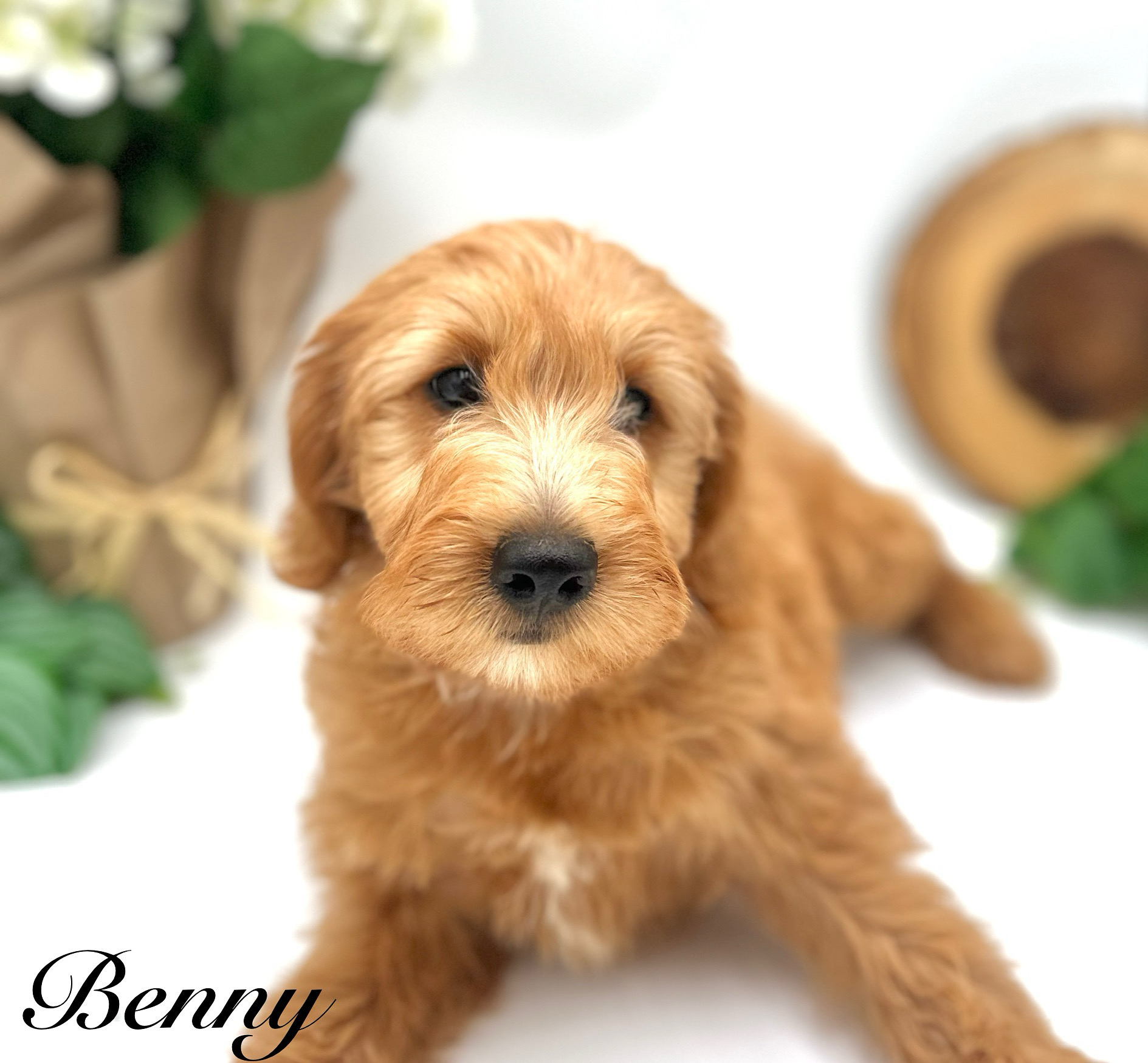 Luxurious Doodle's image