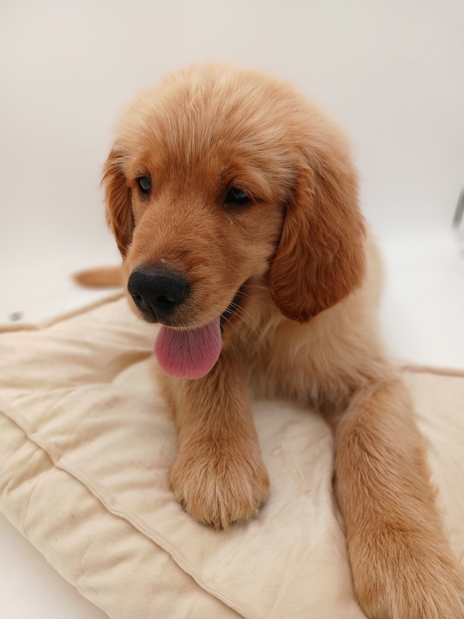 Luxurious Doodle's image