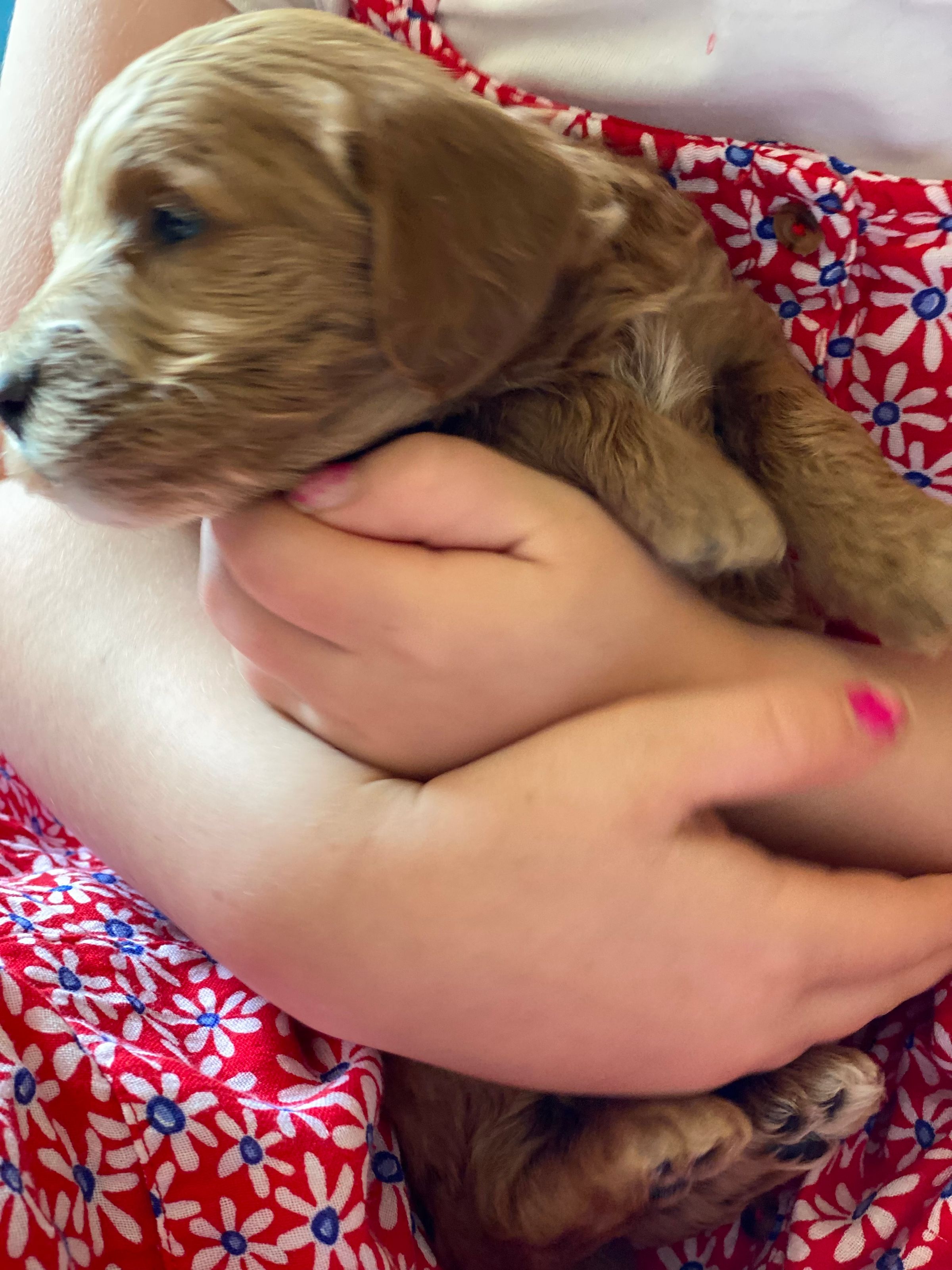 Luxurious Doodle's image