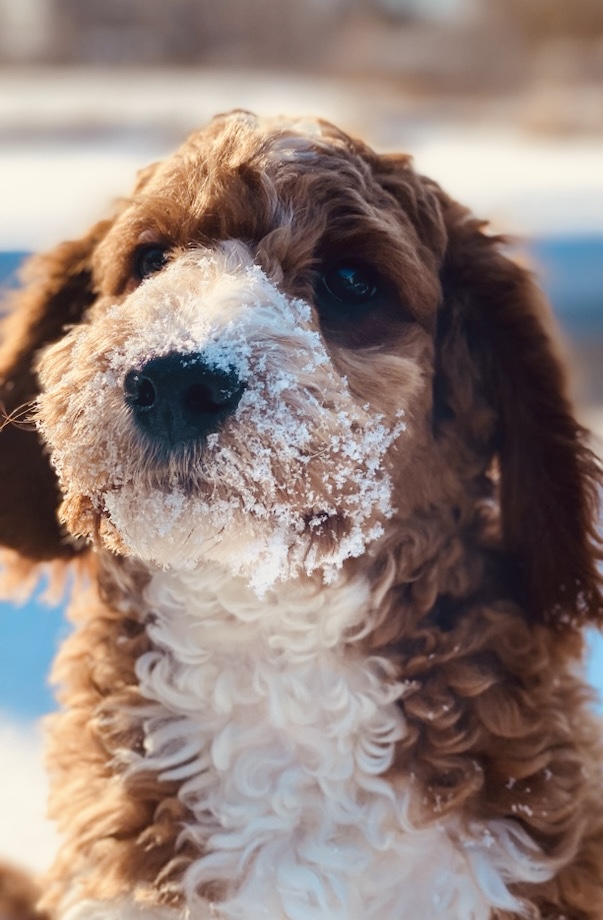 Luxurious Doodle's image