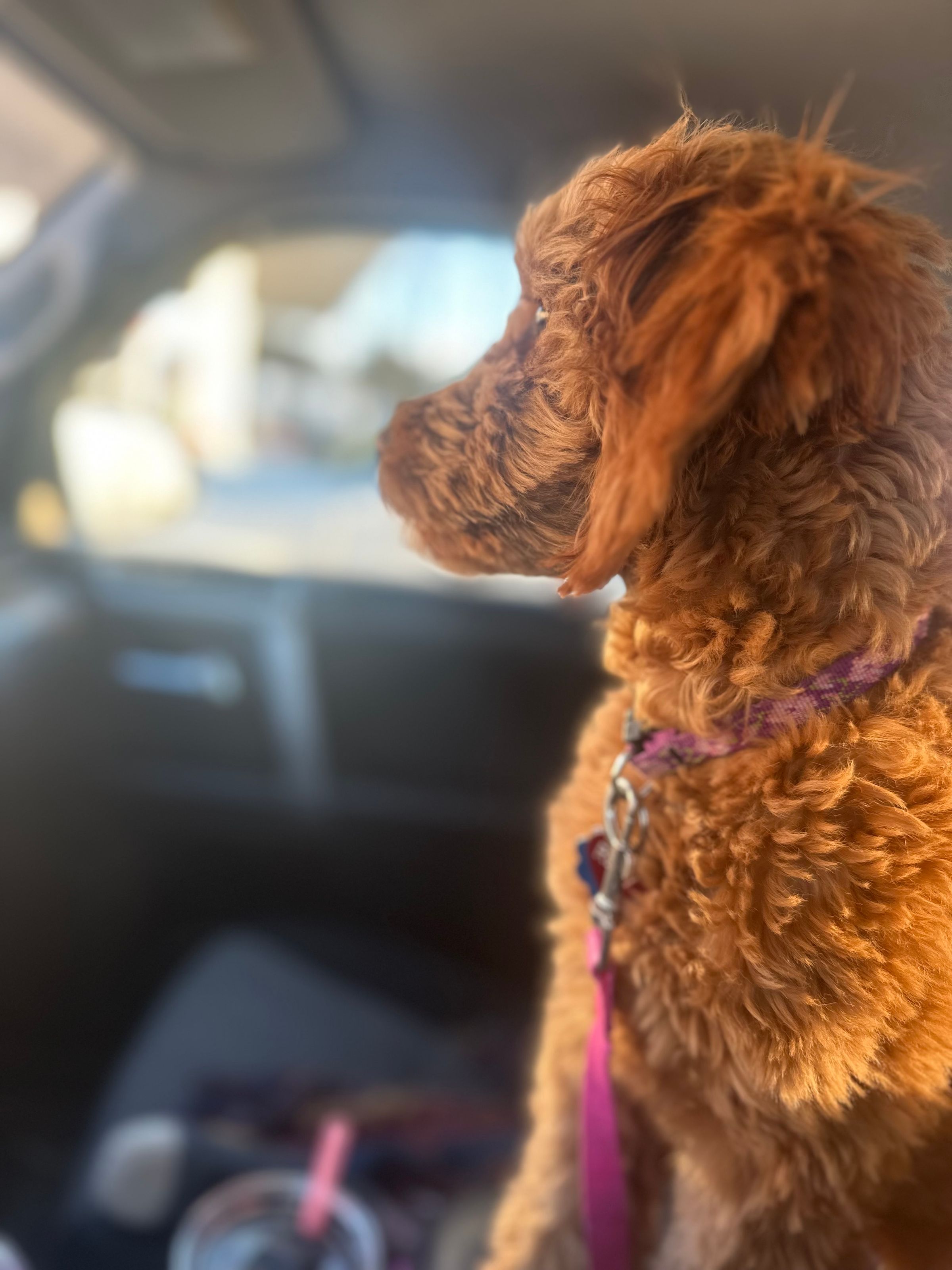 Luxurious Doodle's image