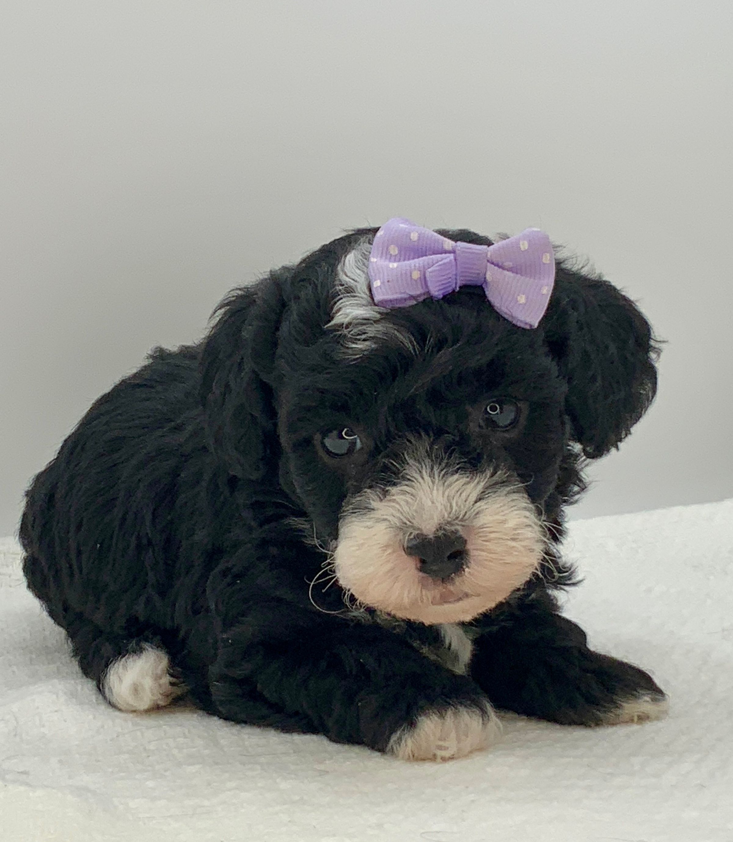 Luxurious Doodle's image