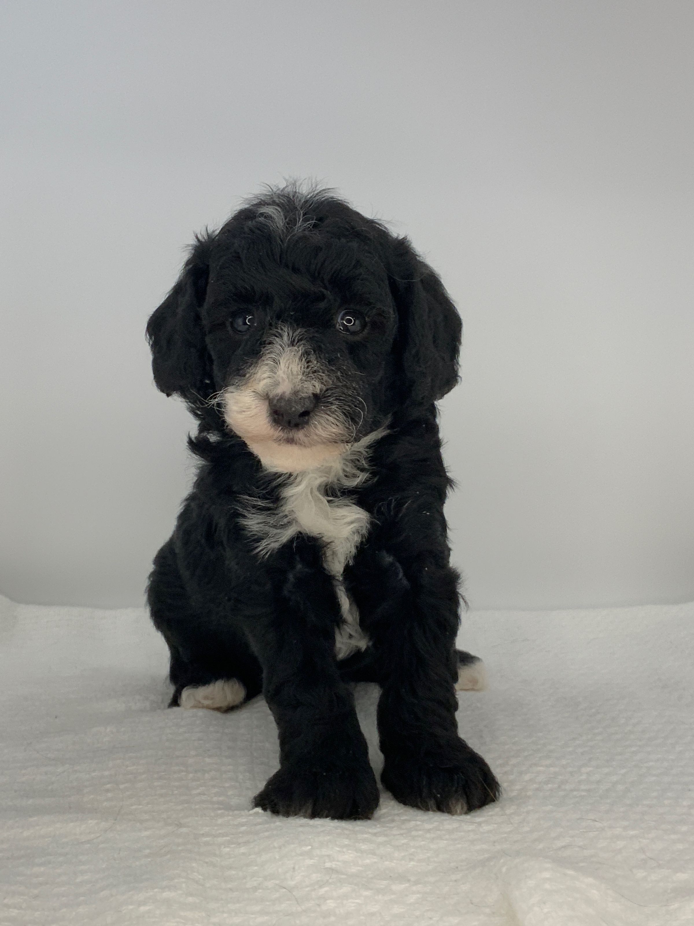 Luxurious Doodle's image