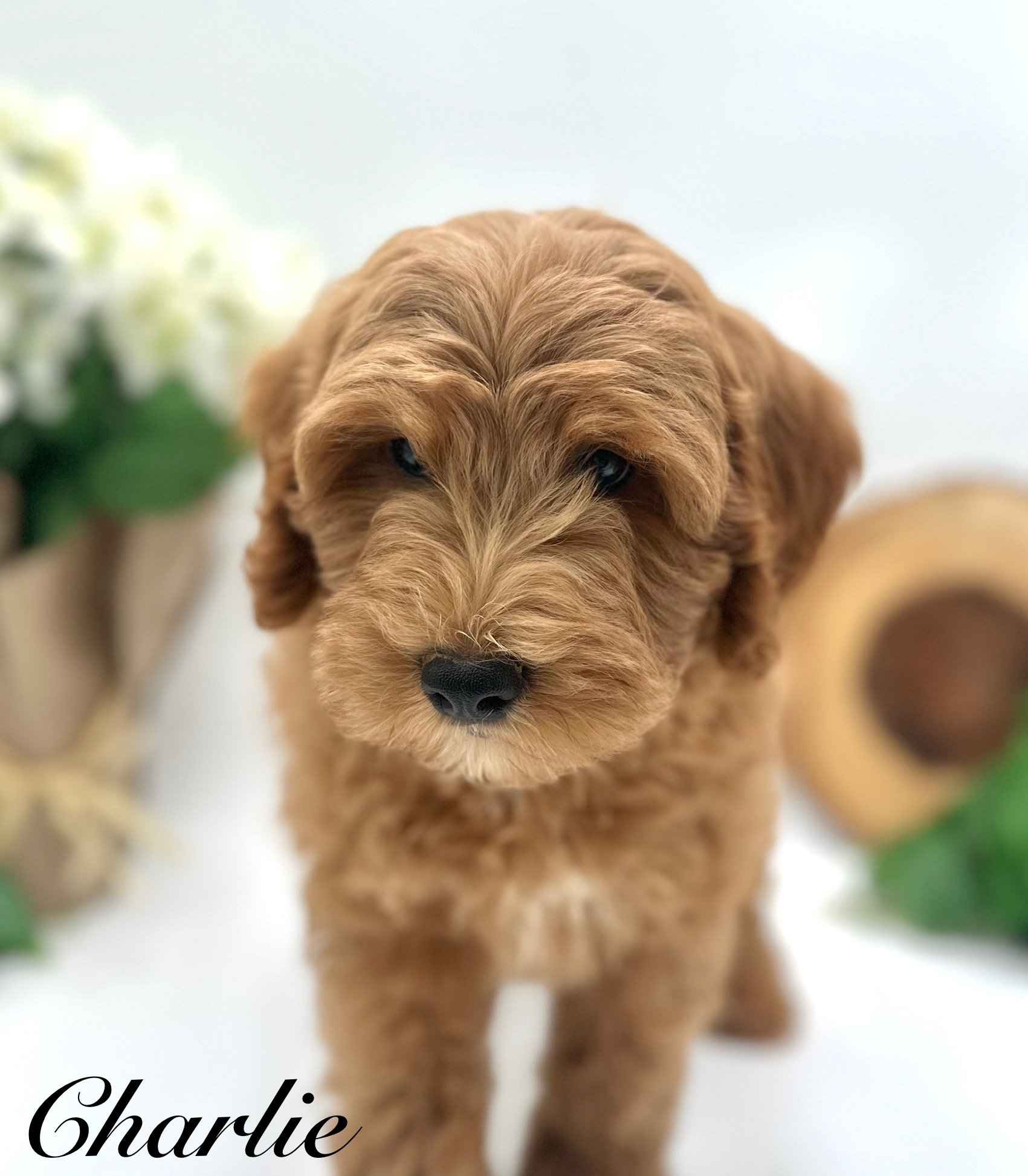 Luxurious Doodle's image