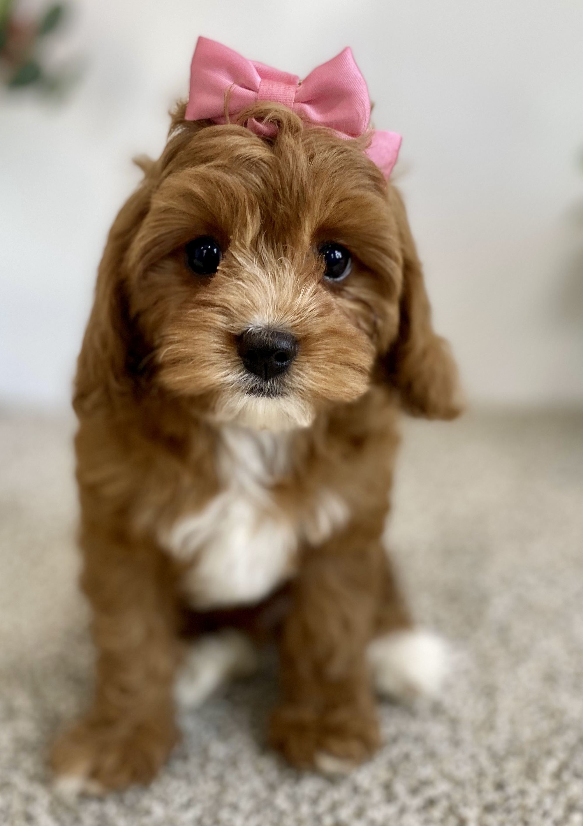 Luxurious Doodle's image