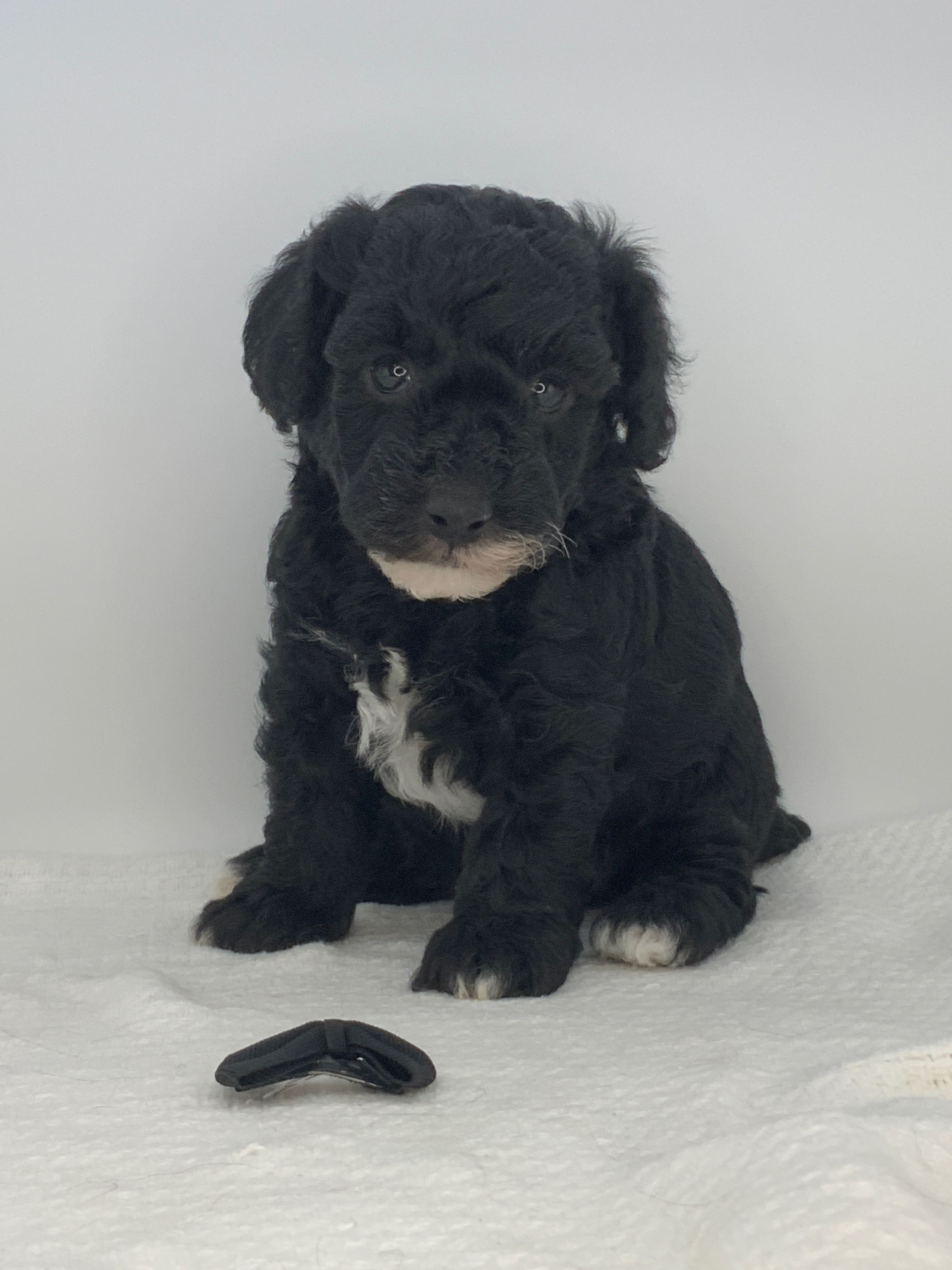 Luxurious Doodle's image