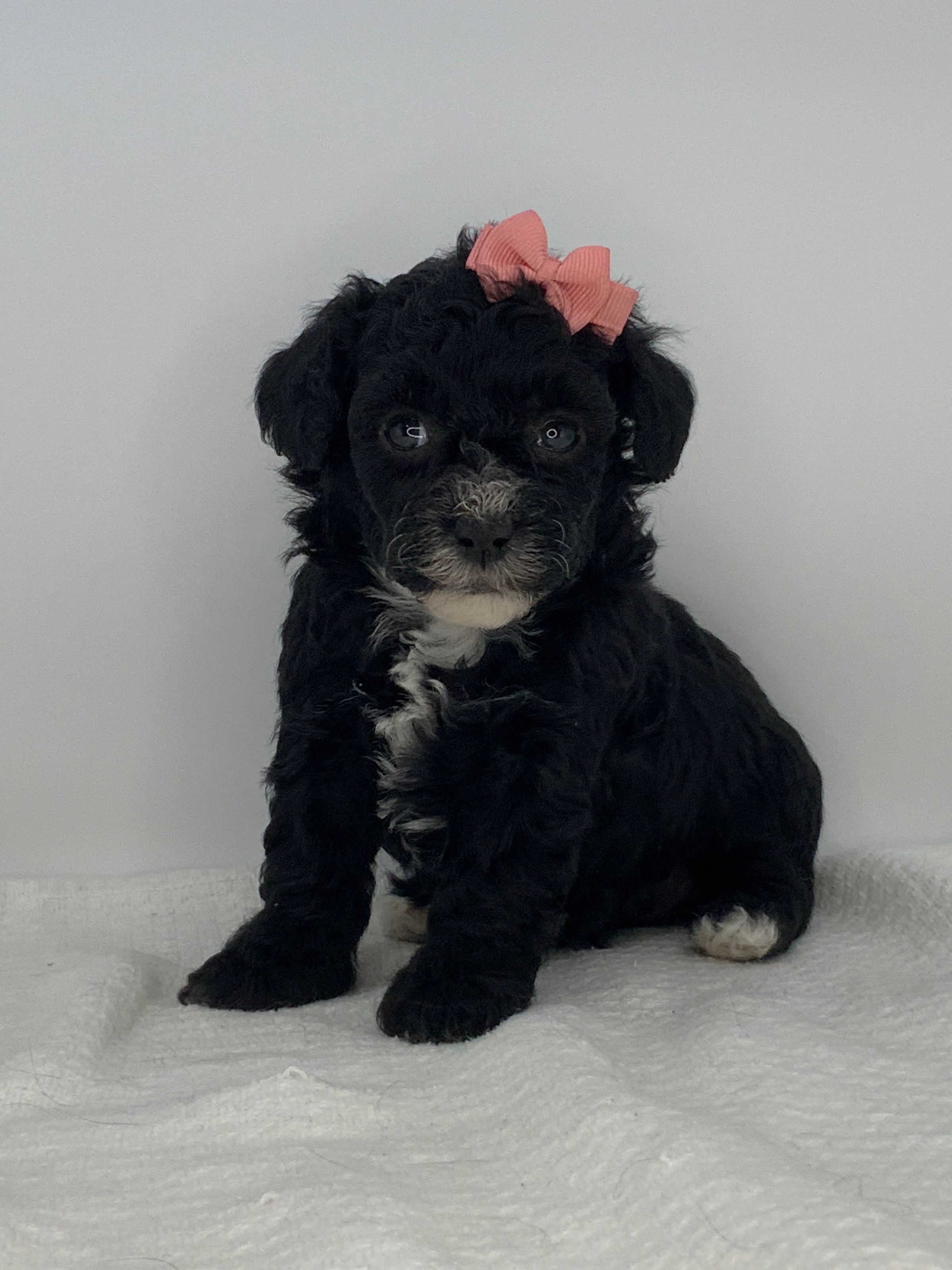 Luxurious Doodle's image