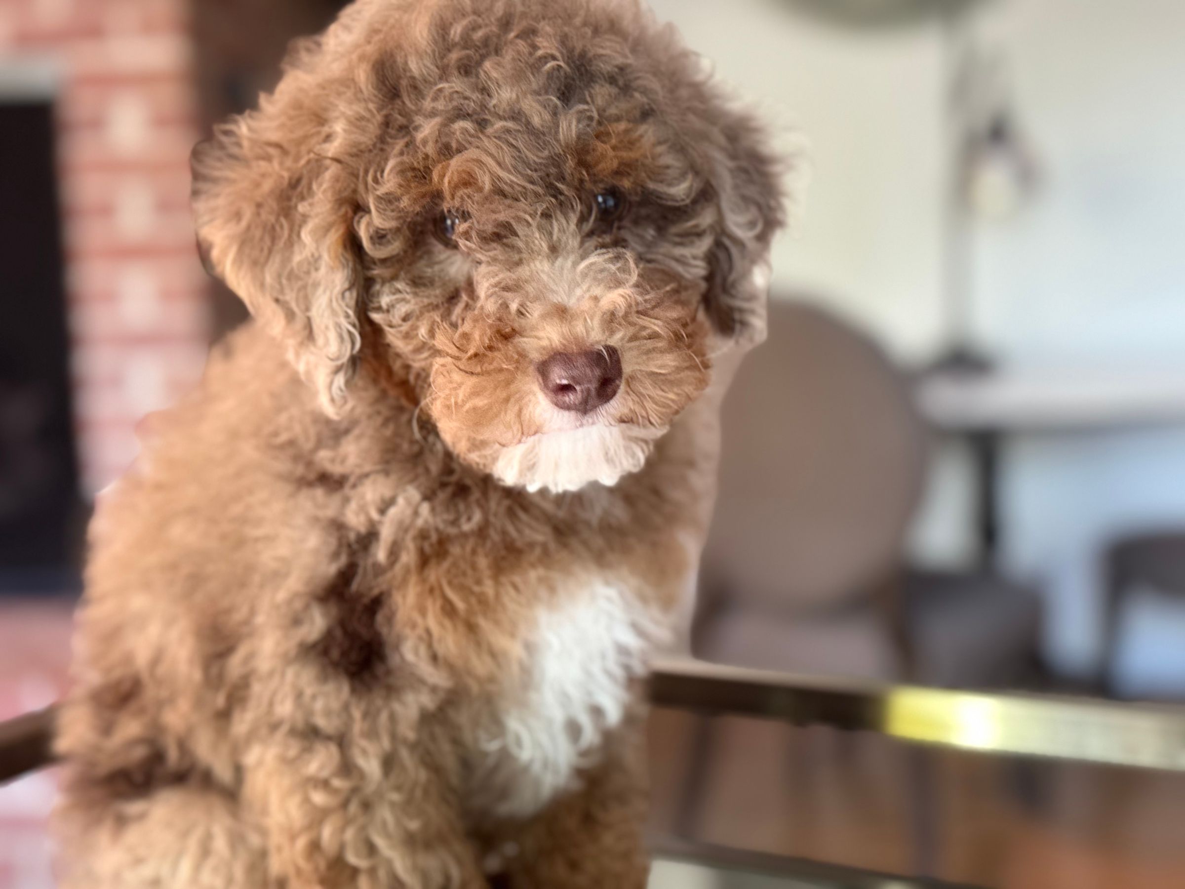 Luxurious Doodle's image